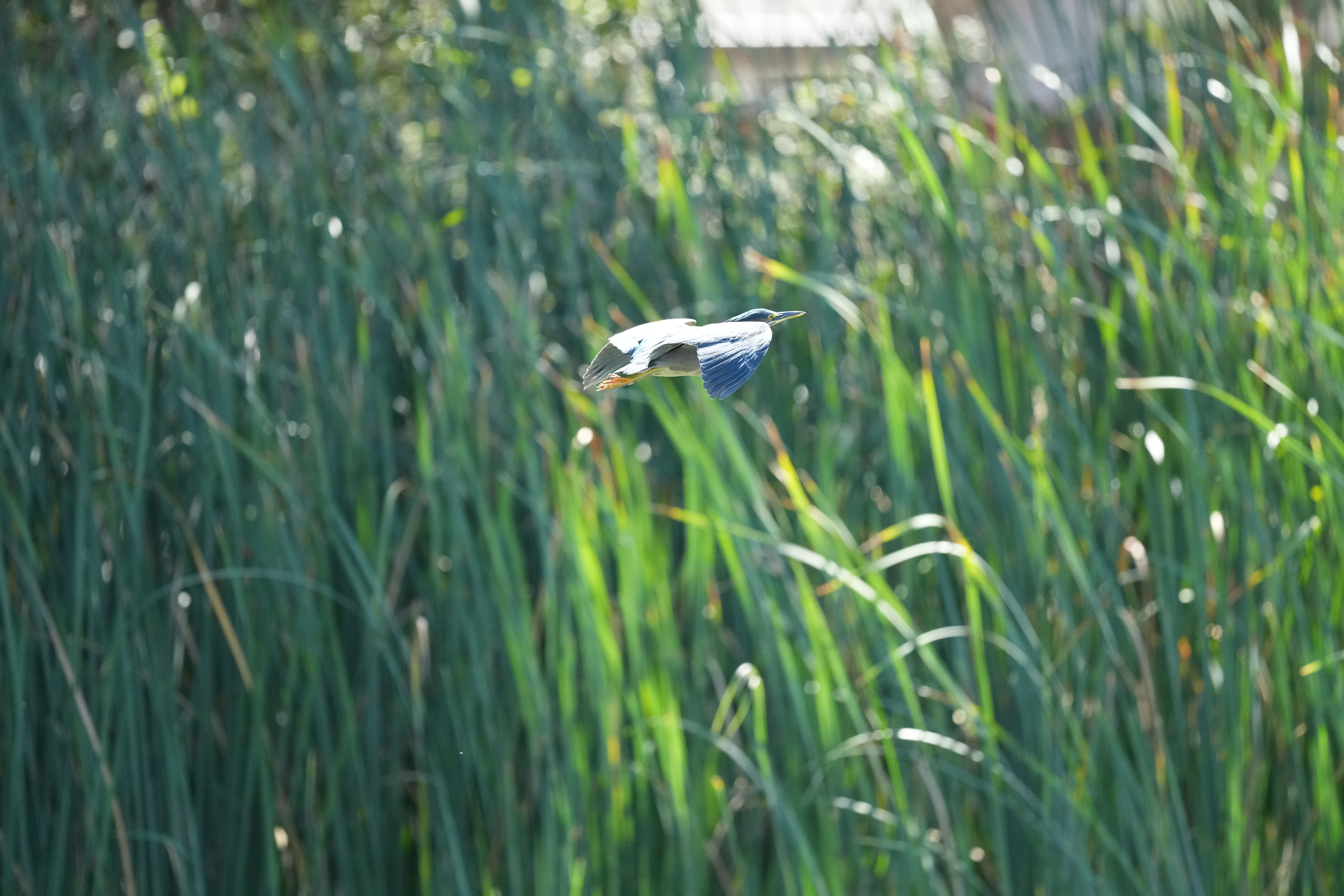 Penitencia Creek County Park