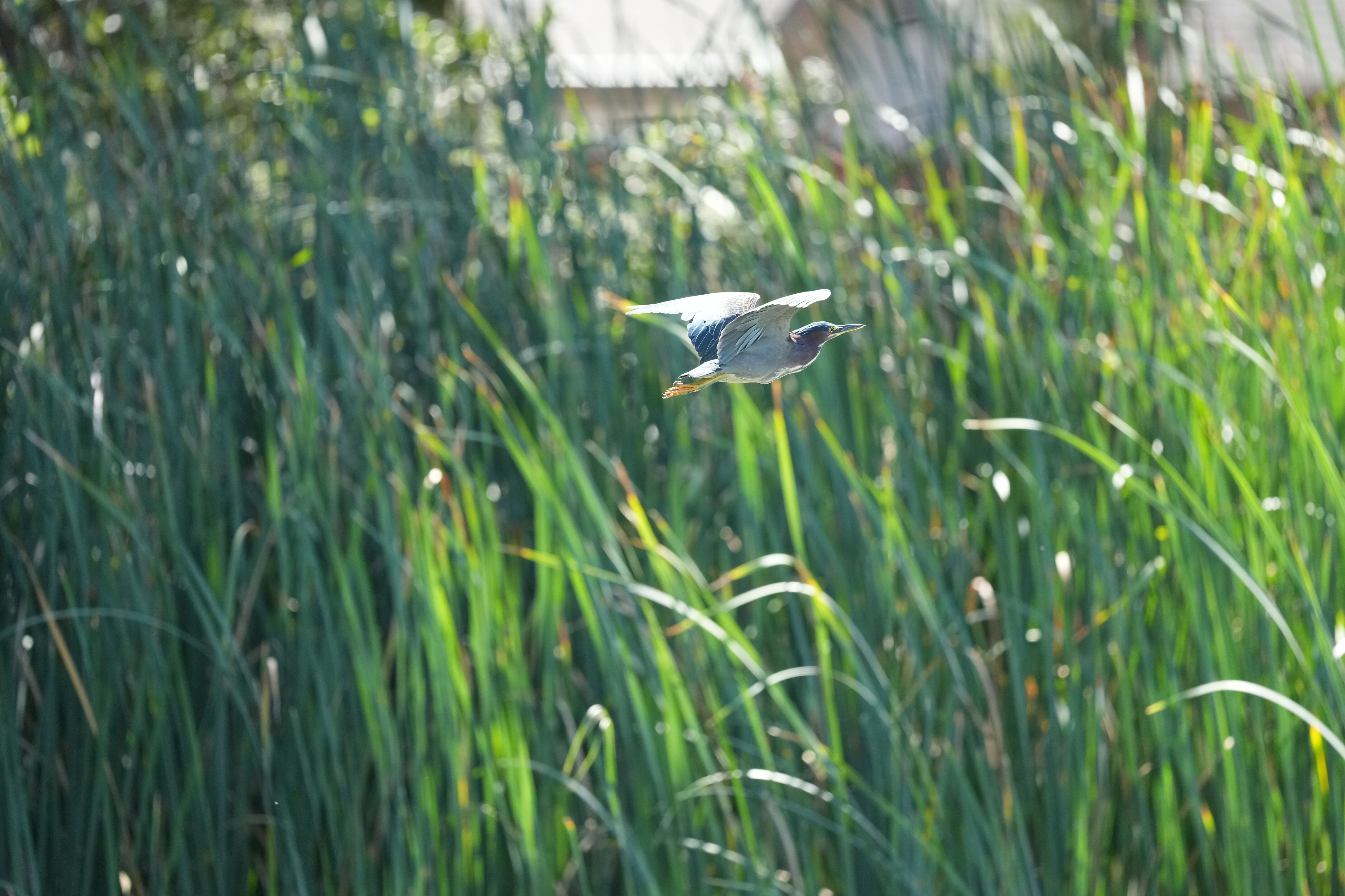 Penitencia Creek County Park