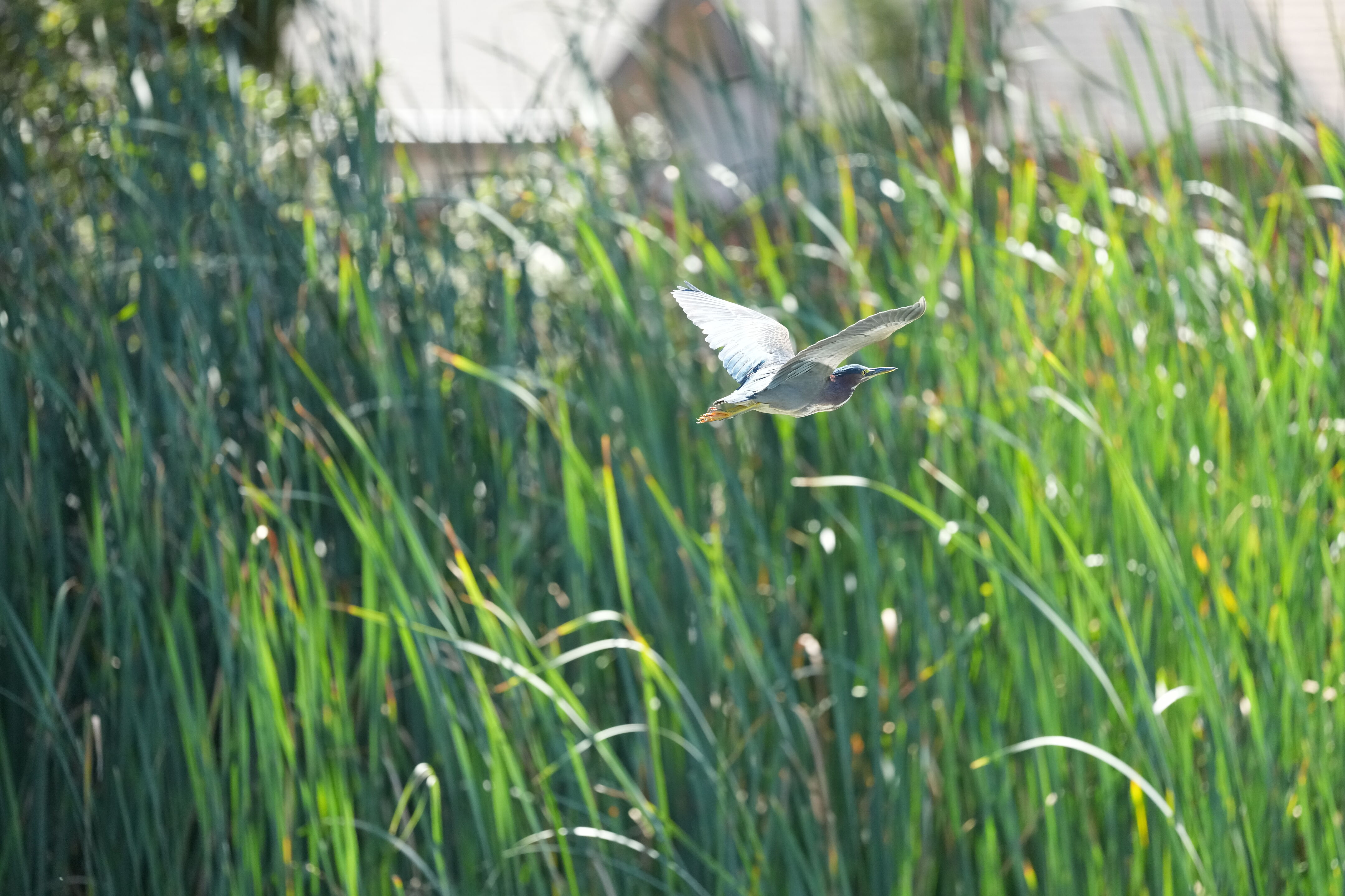 Penitencia Creek County Park
