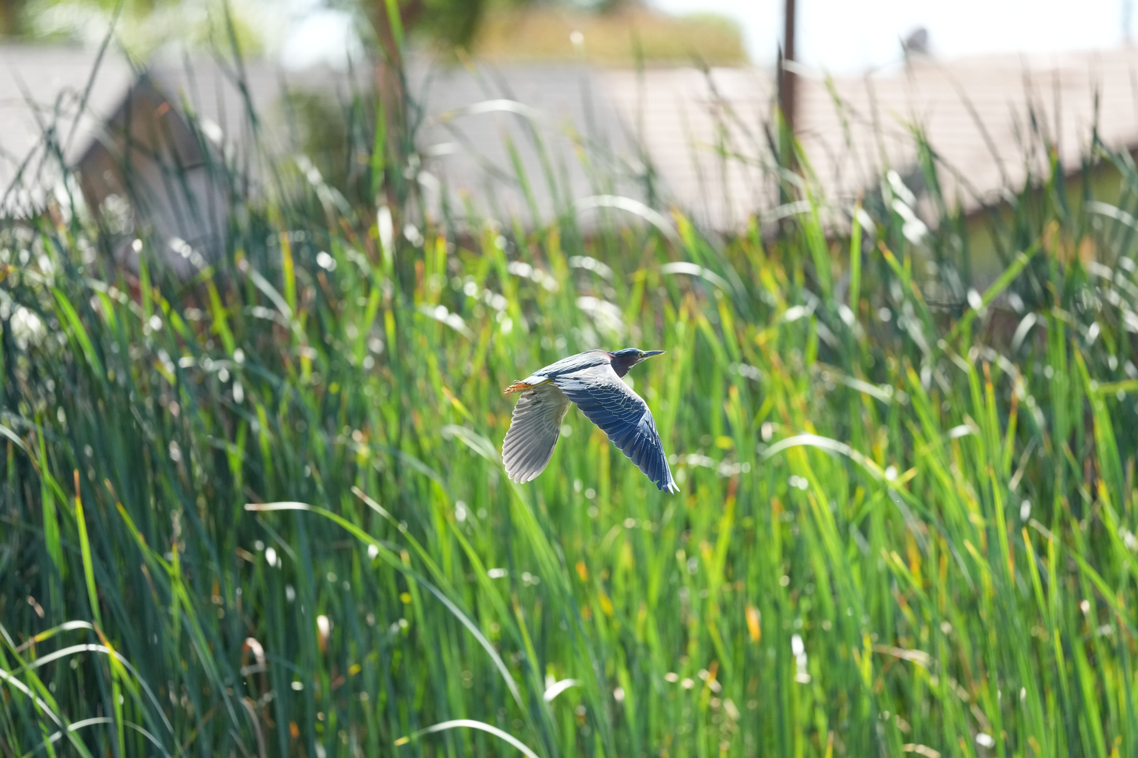 Penitencia Creek County Park