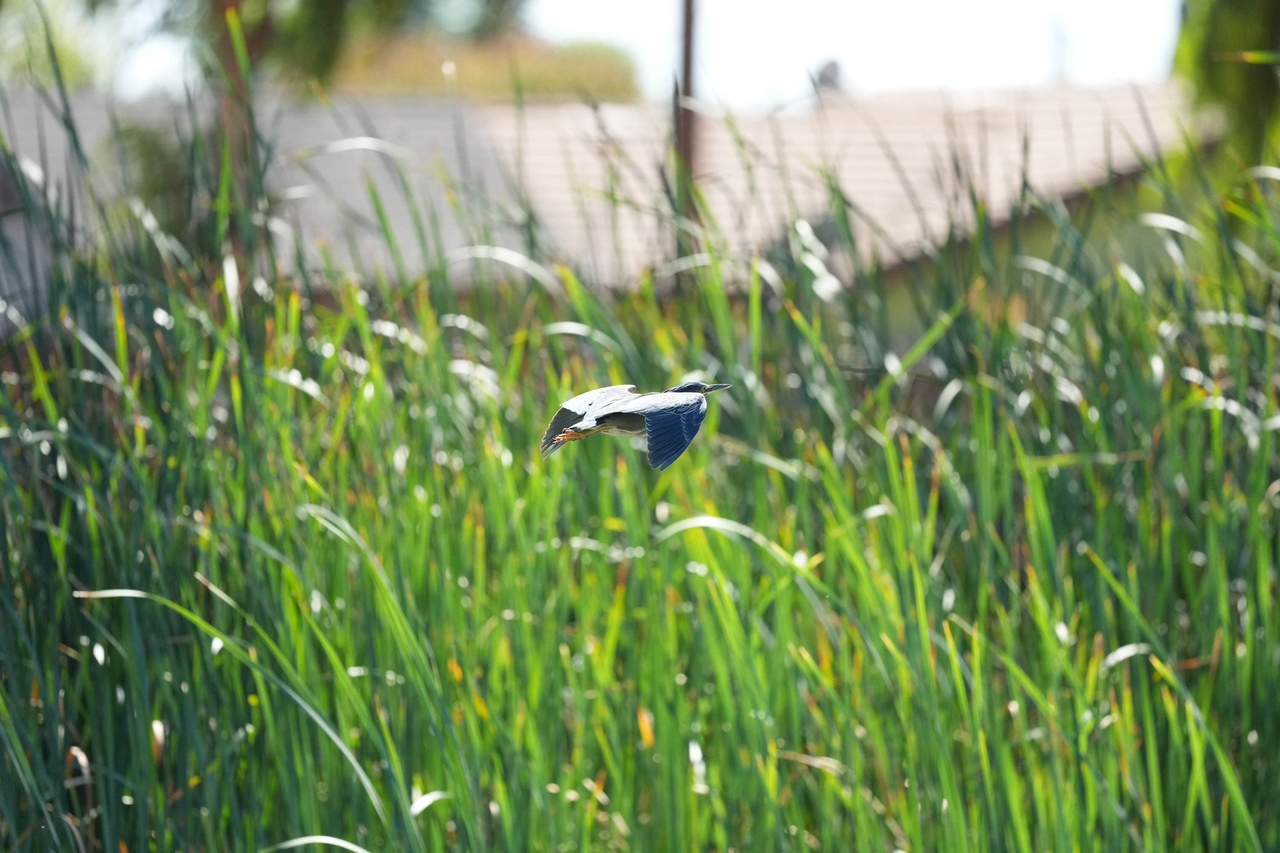 Penitencia Creek County Park