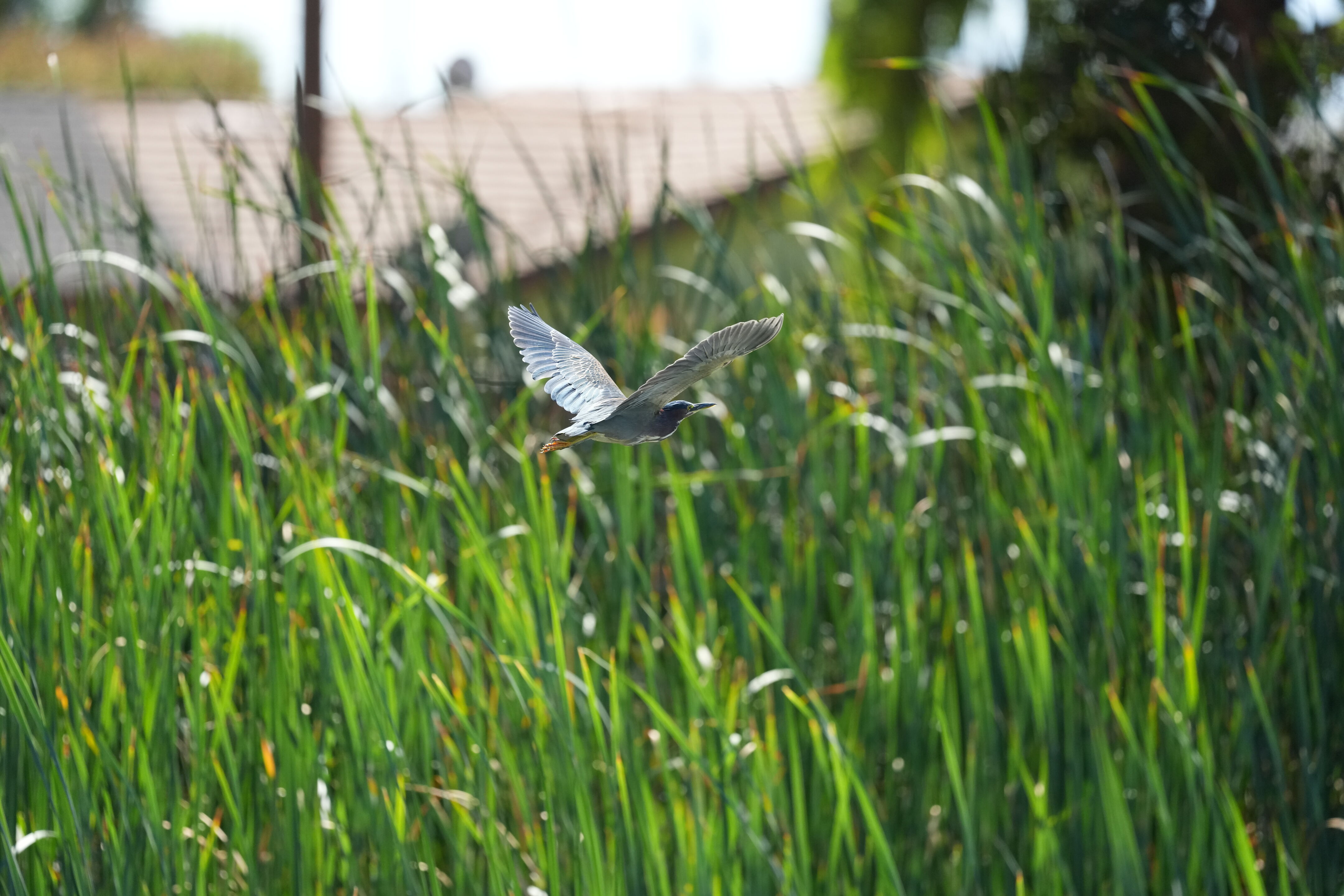Penitencia Creek County Park