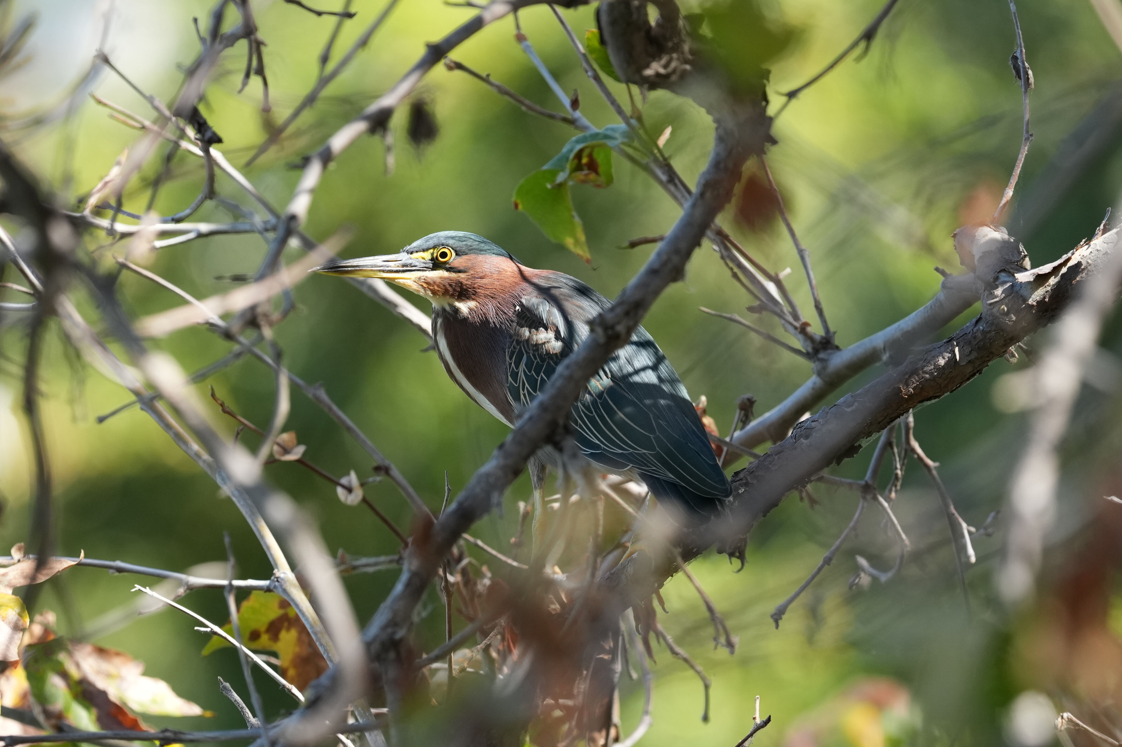 Penitencia Creek County Park