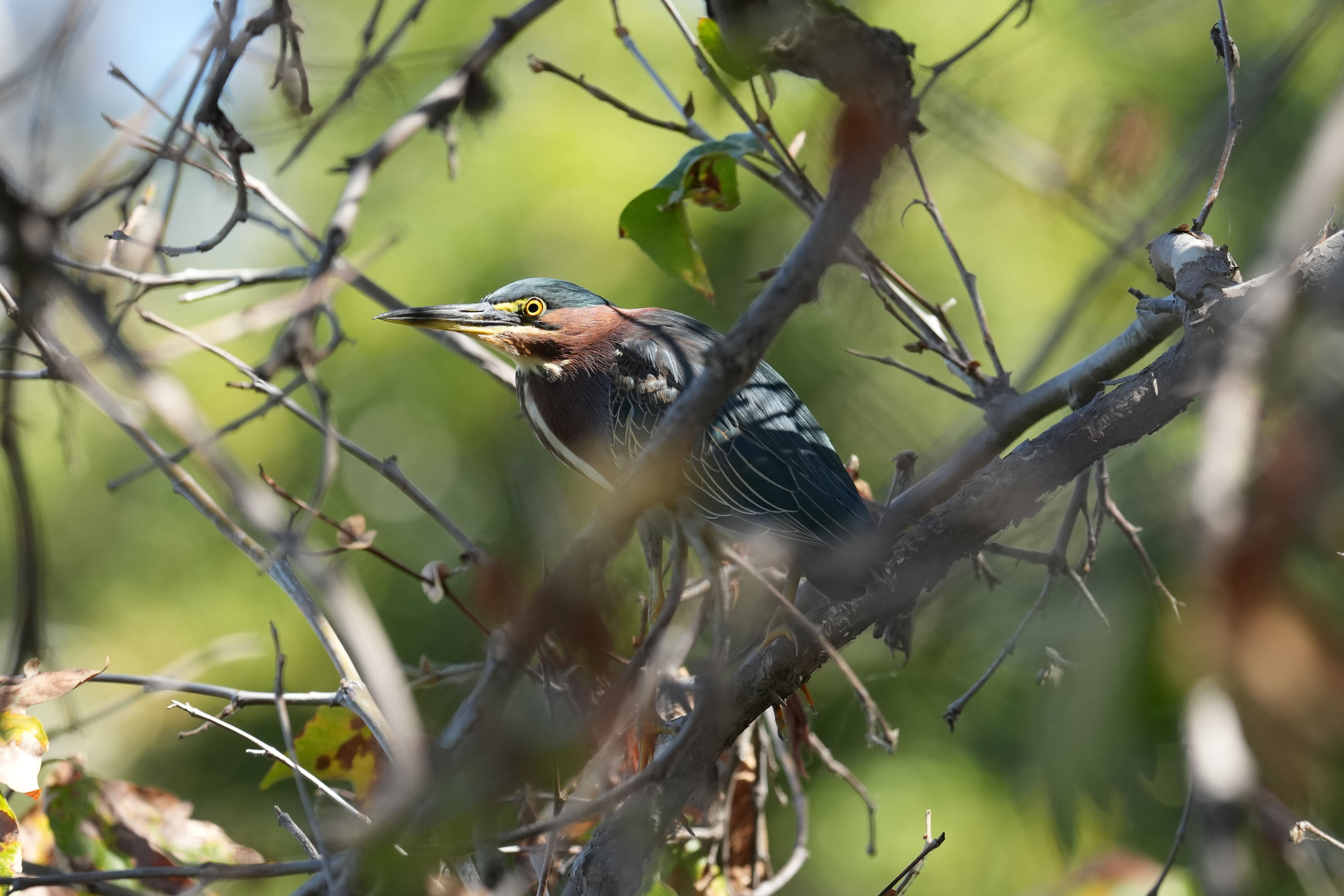 Penitencia Creek County Park
