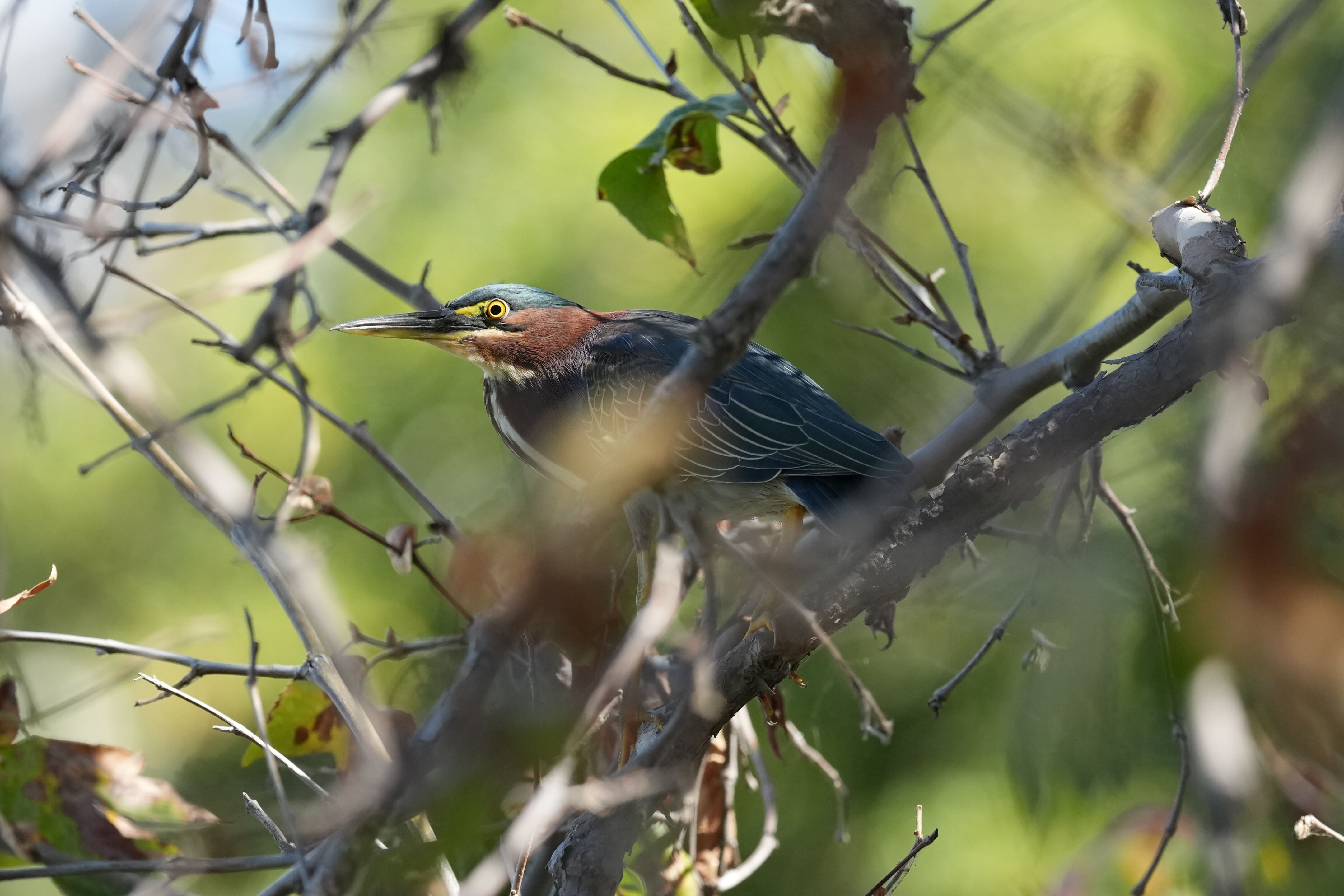 Penitencia Creek County Park