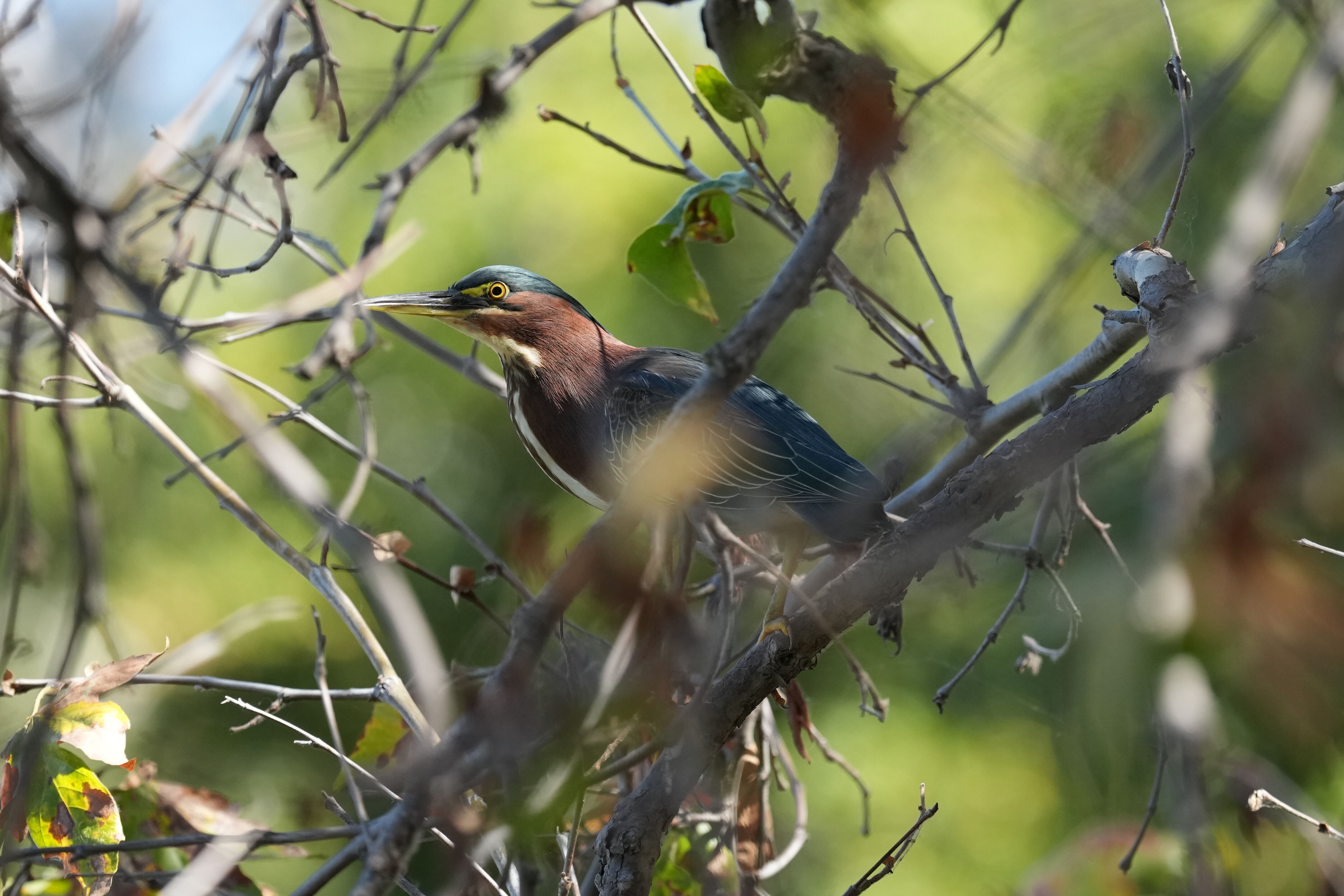 Penitencia Creek County Park