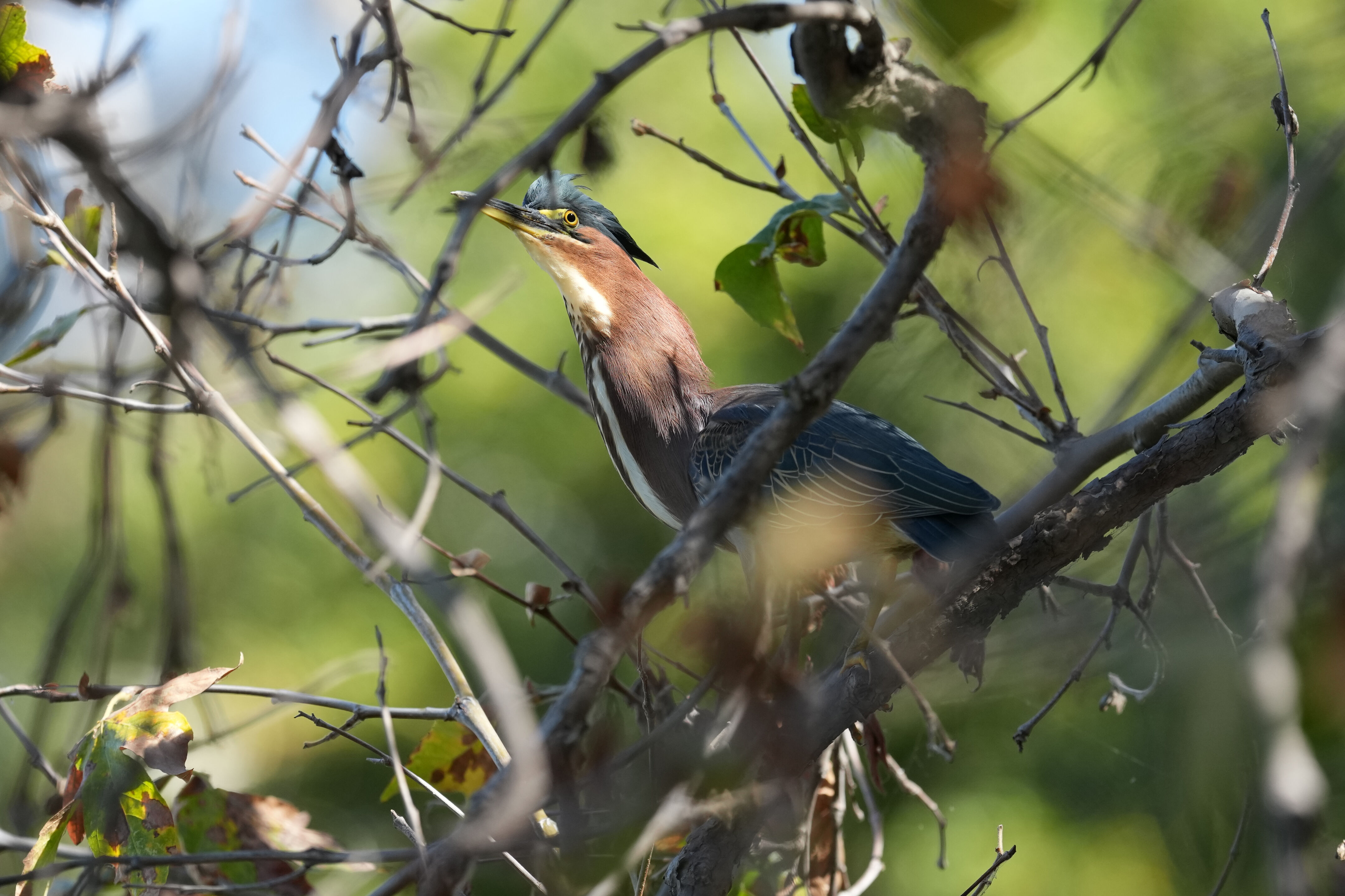 Penitencia Creek County Park