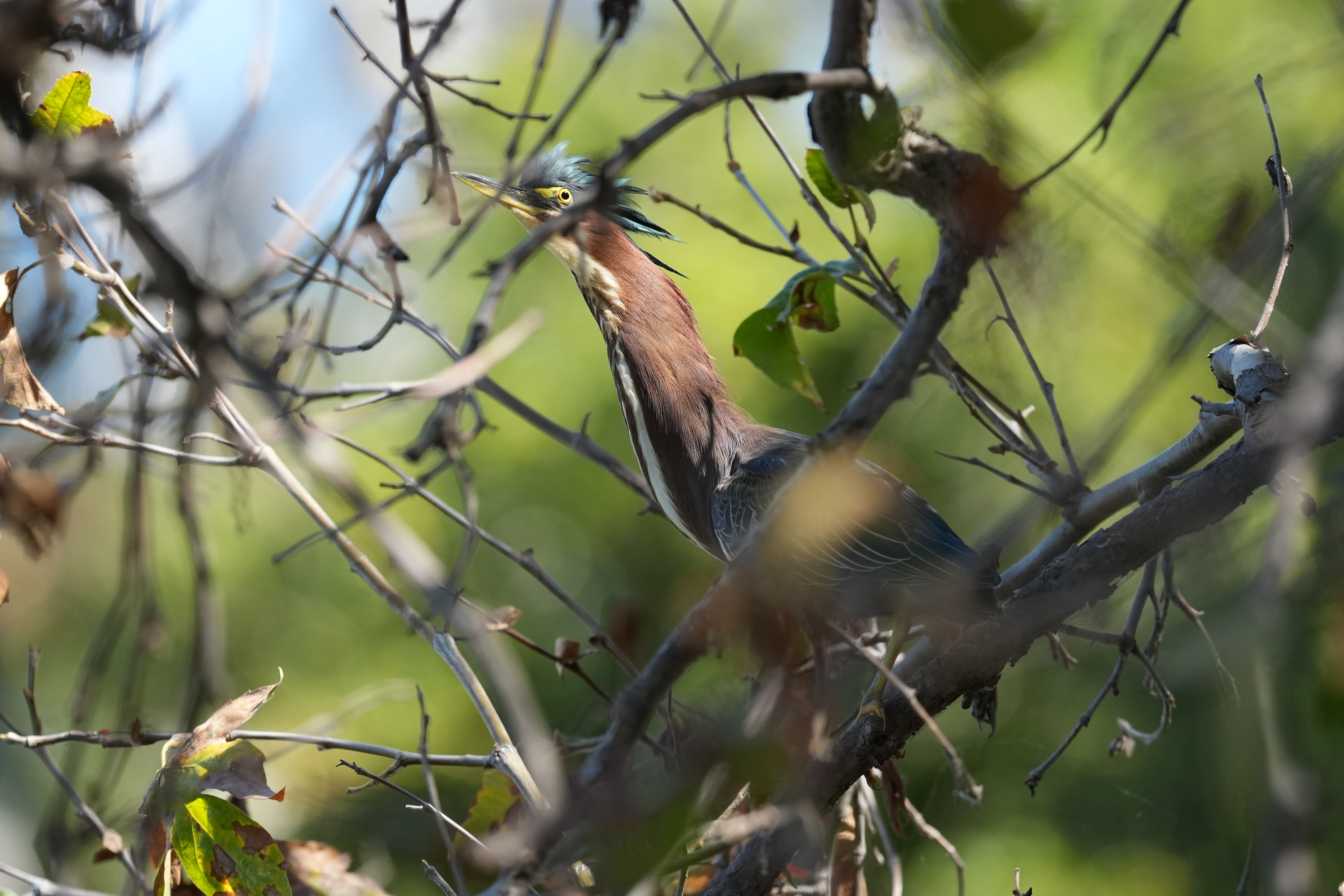 Penitencia Creek County Park