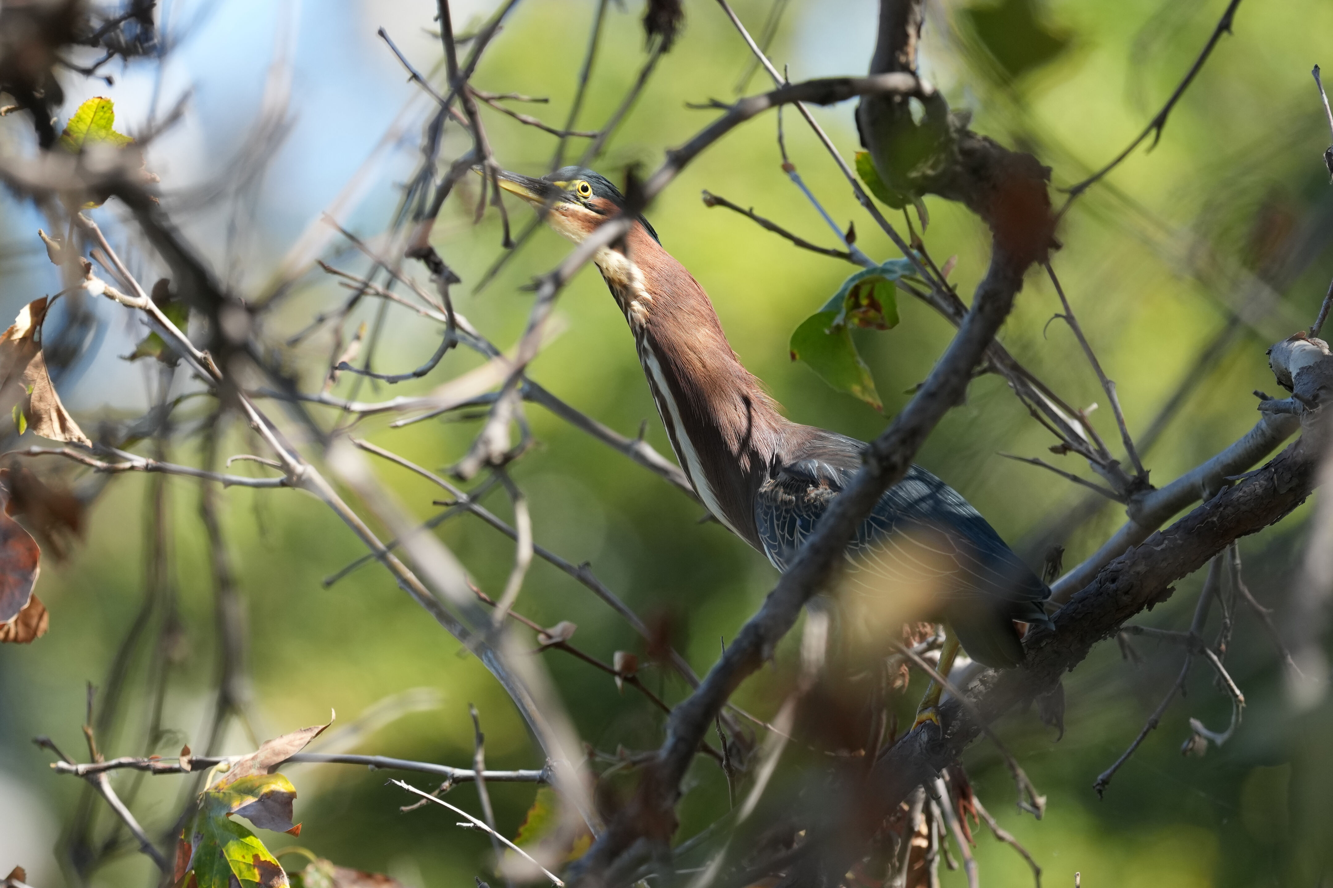 Penitencia Creek County Park