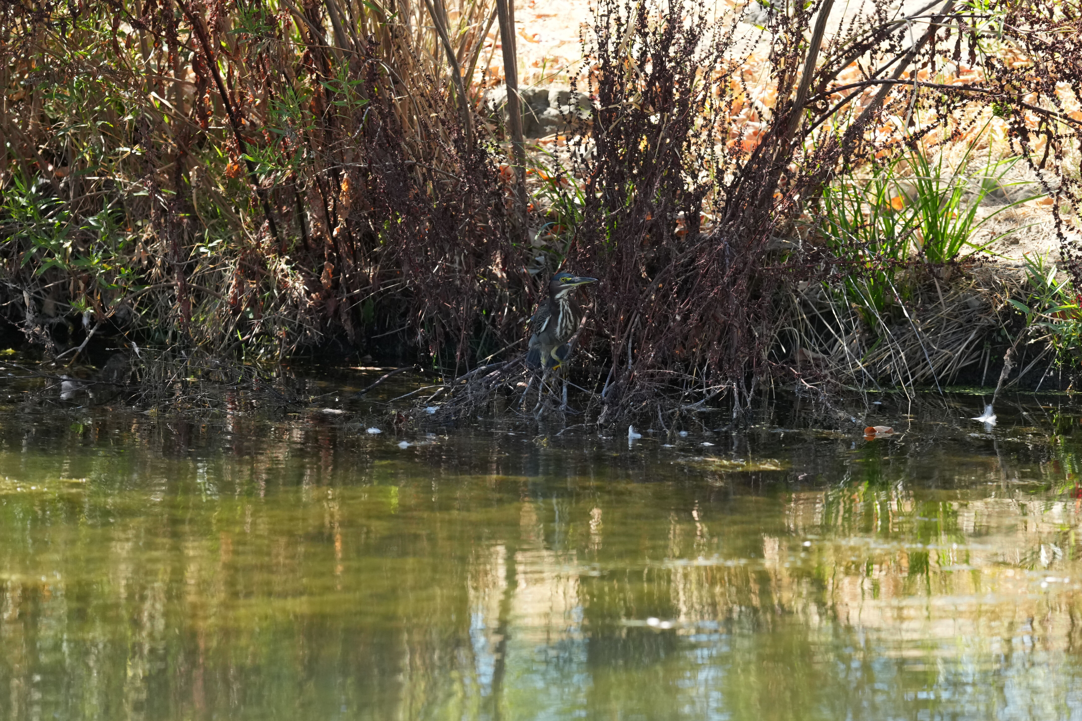 Penitencia Creek County Park