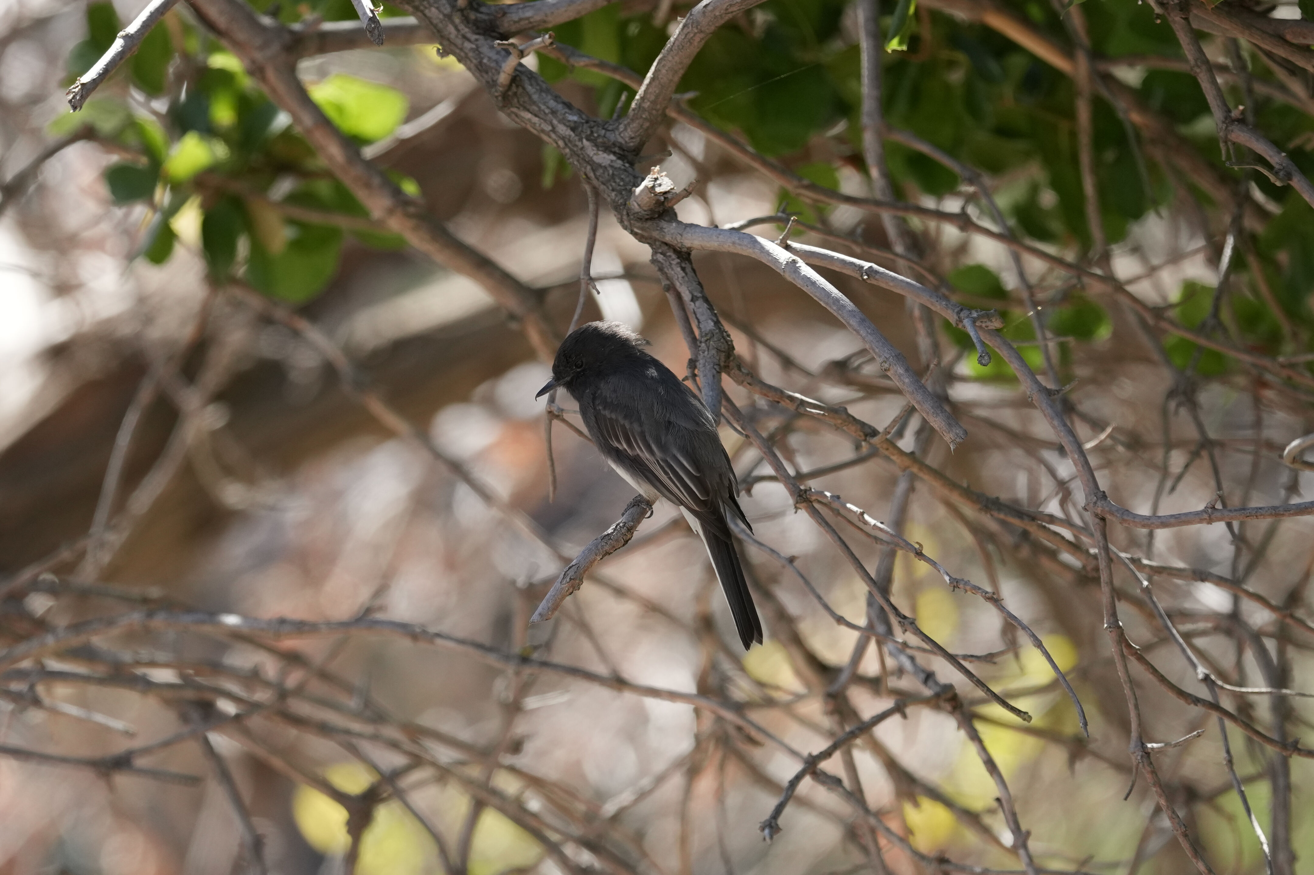 Penitencia Creek County Park