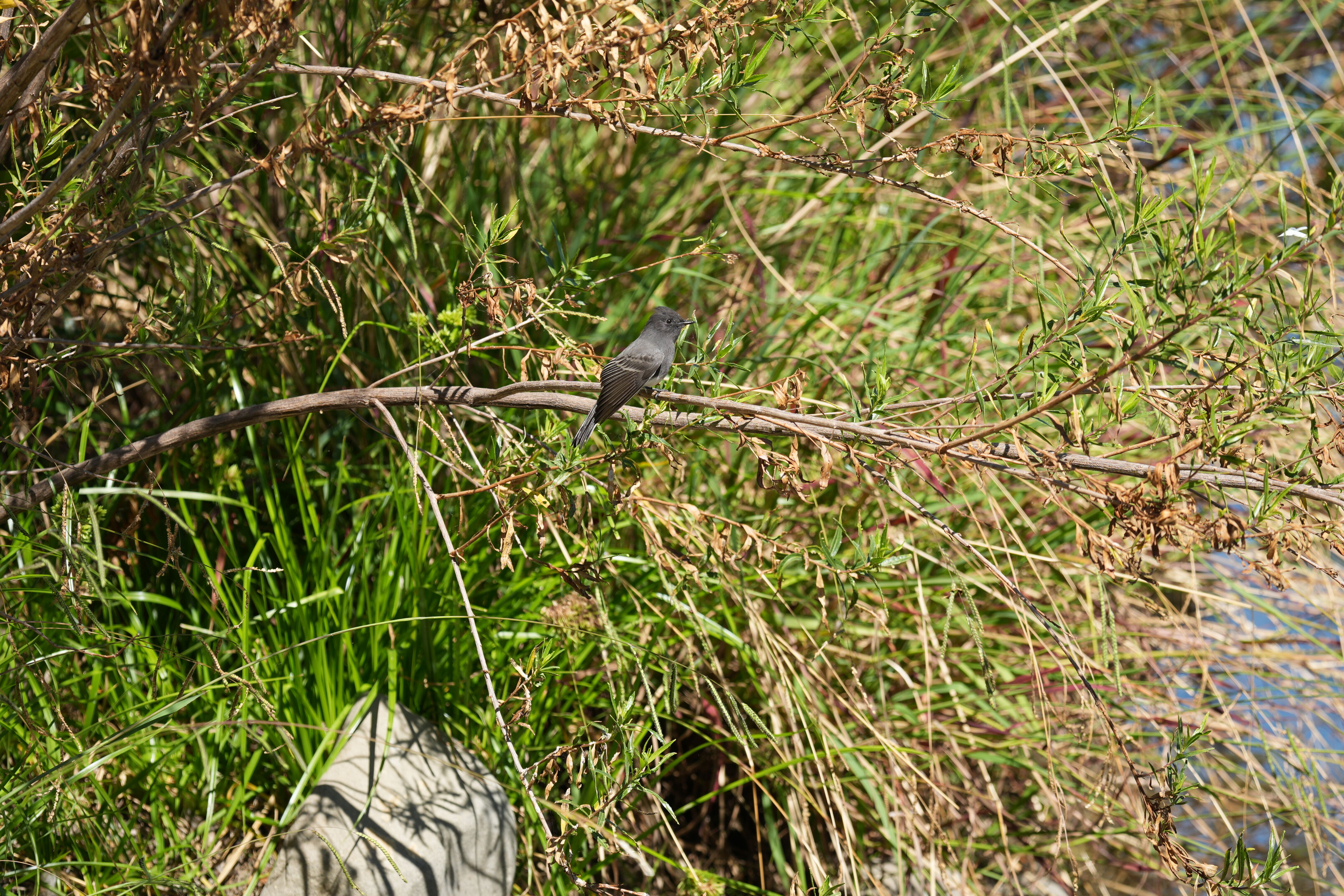 Penitencia Creek County Park