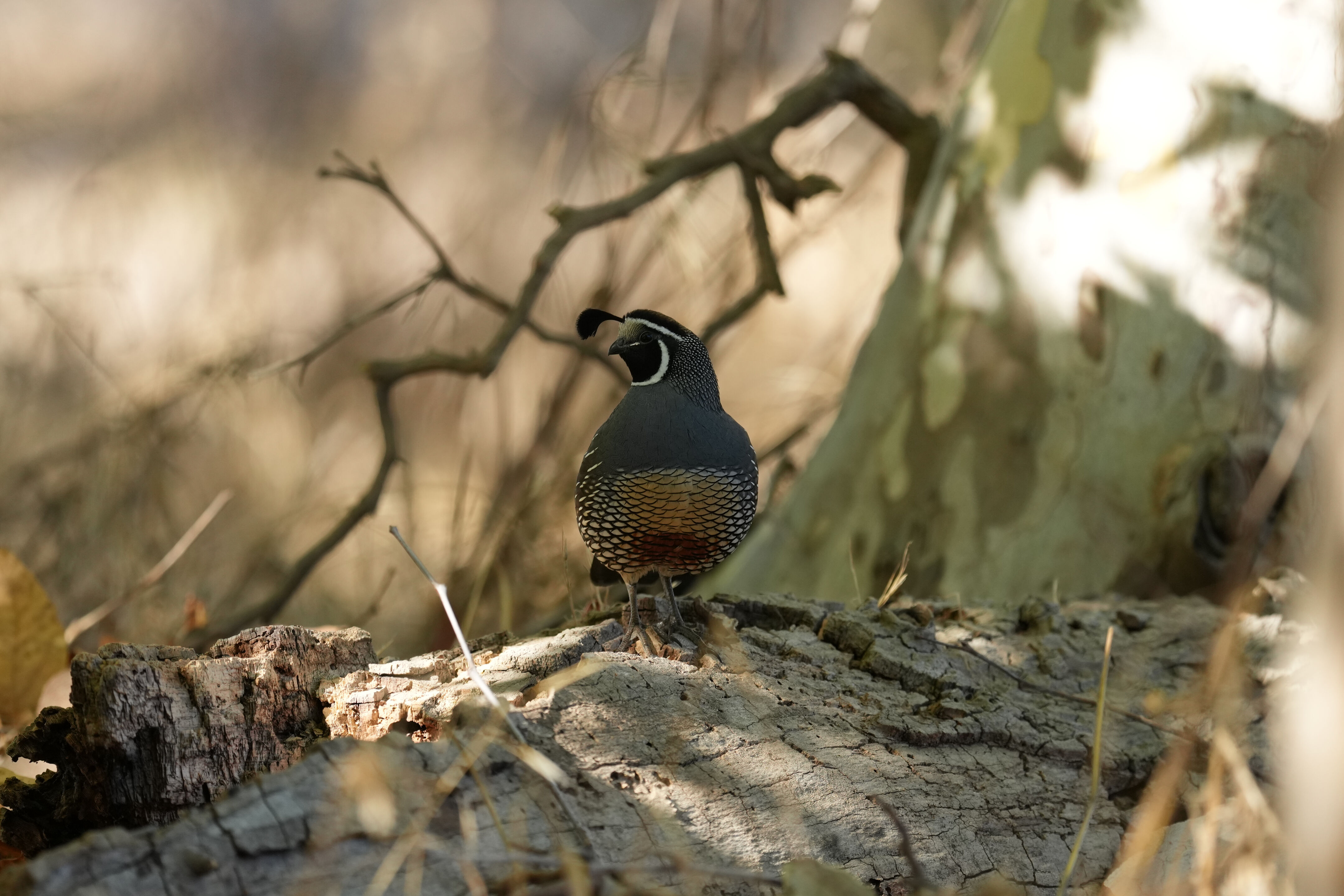 California Quail