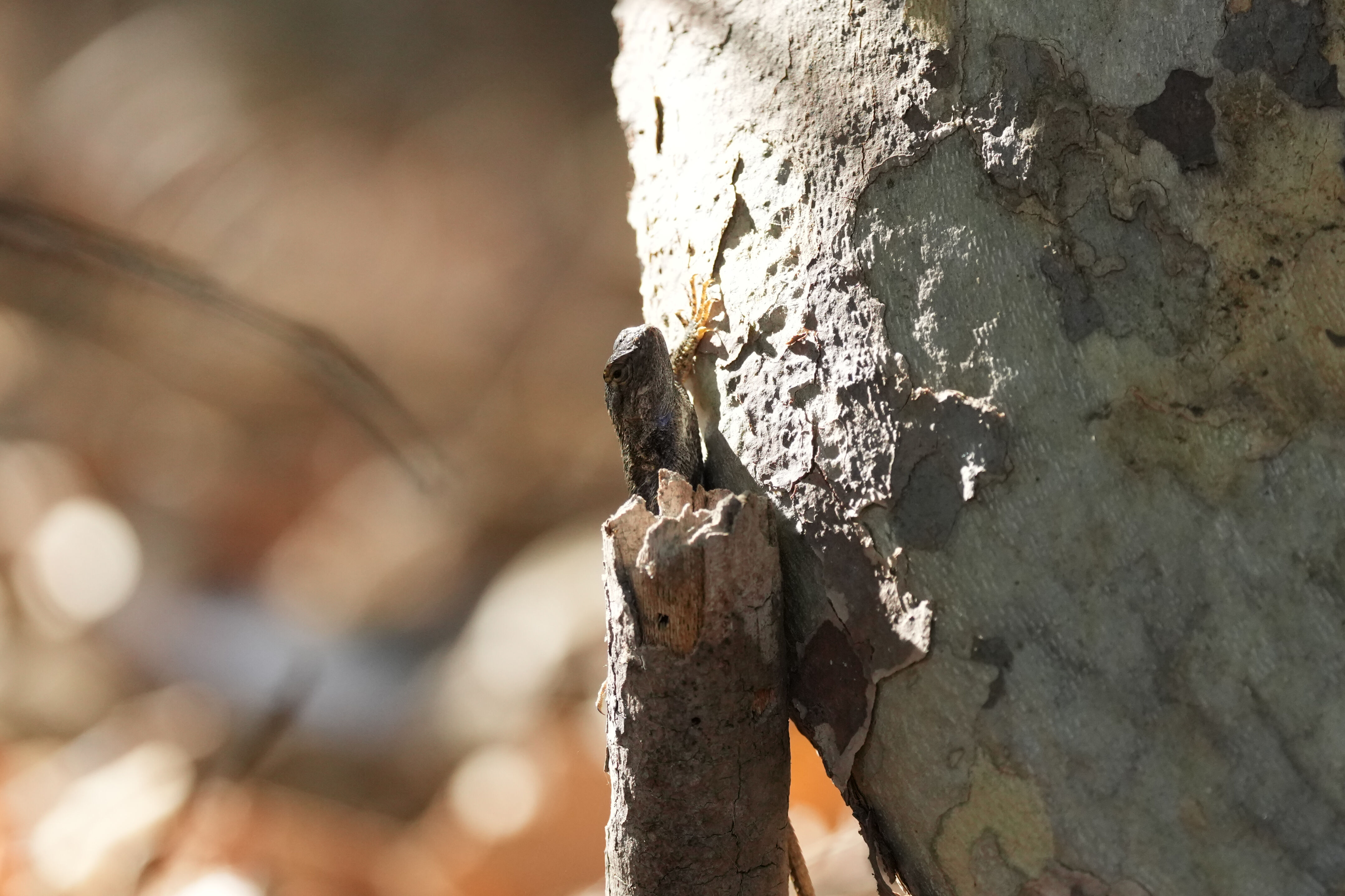 Sycamore Grove Park