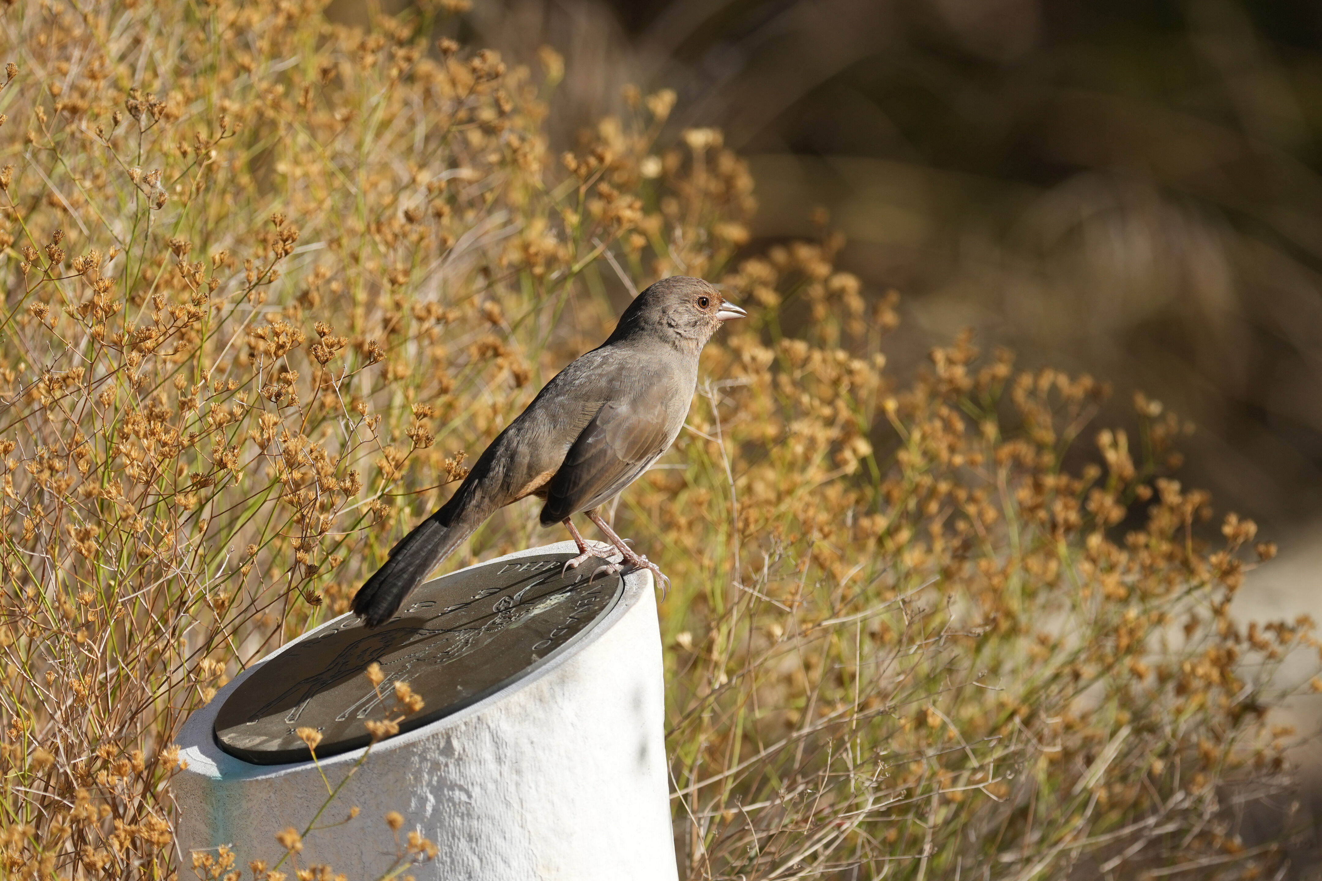 California Towhee