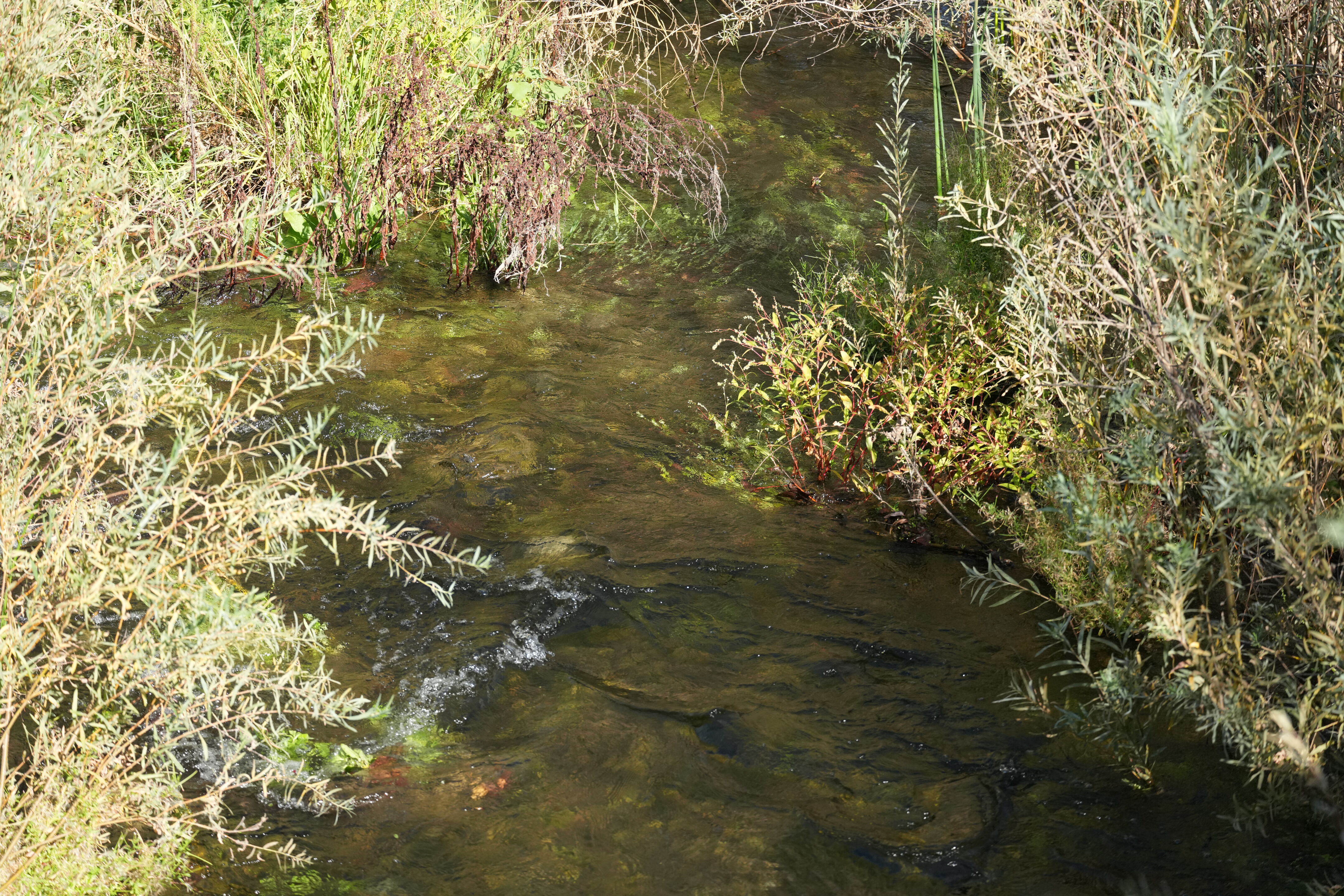 Sycamore Grove Park