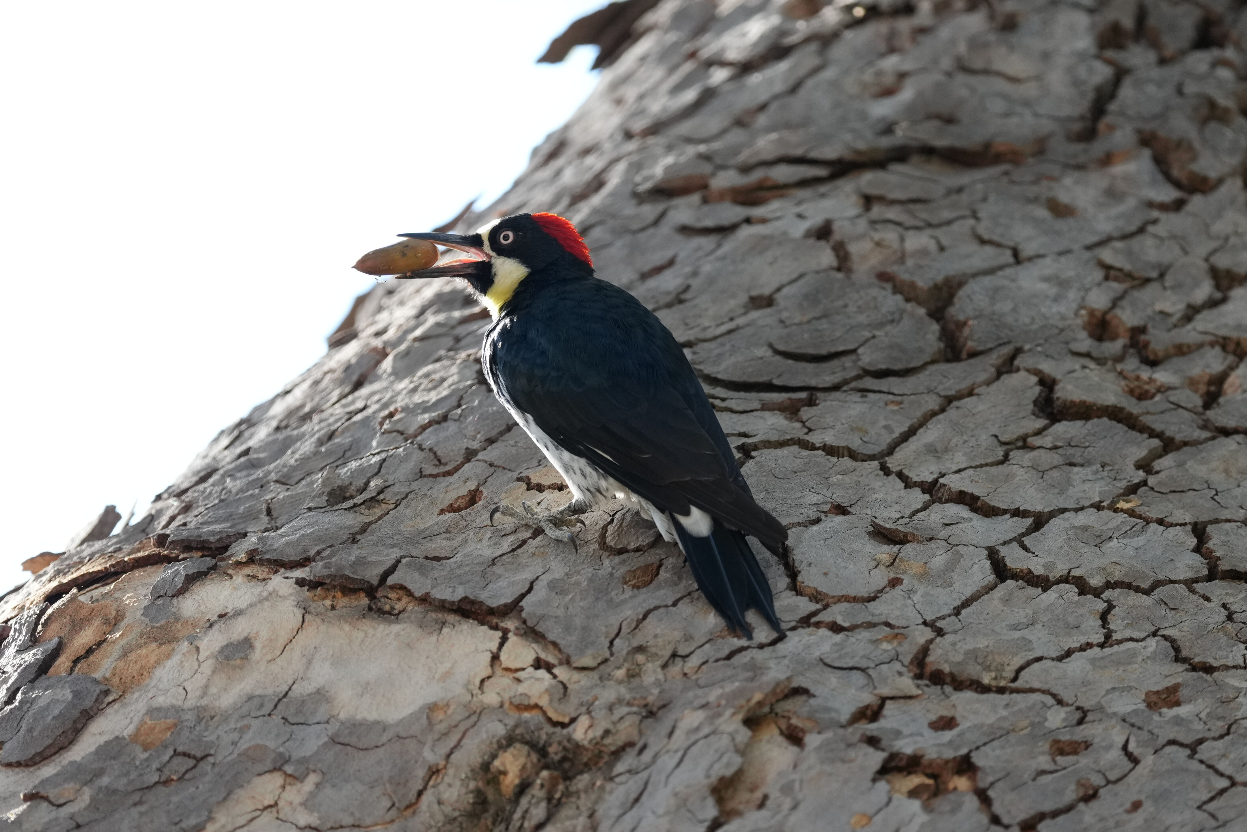 Acorn Woodpecker