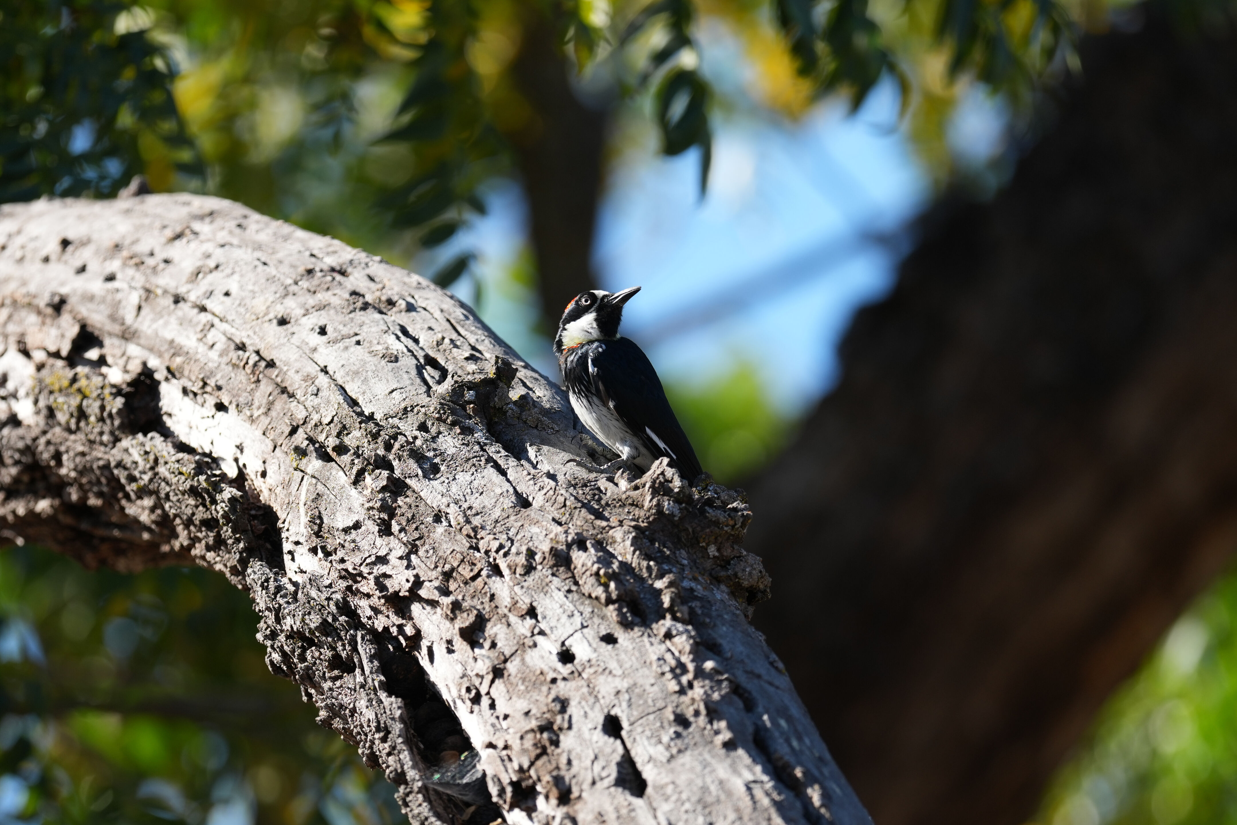 Sycamore Grove Park