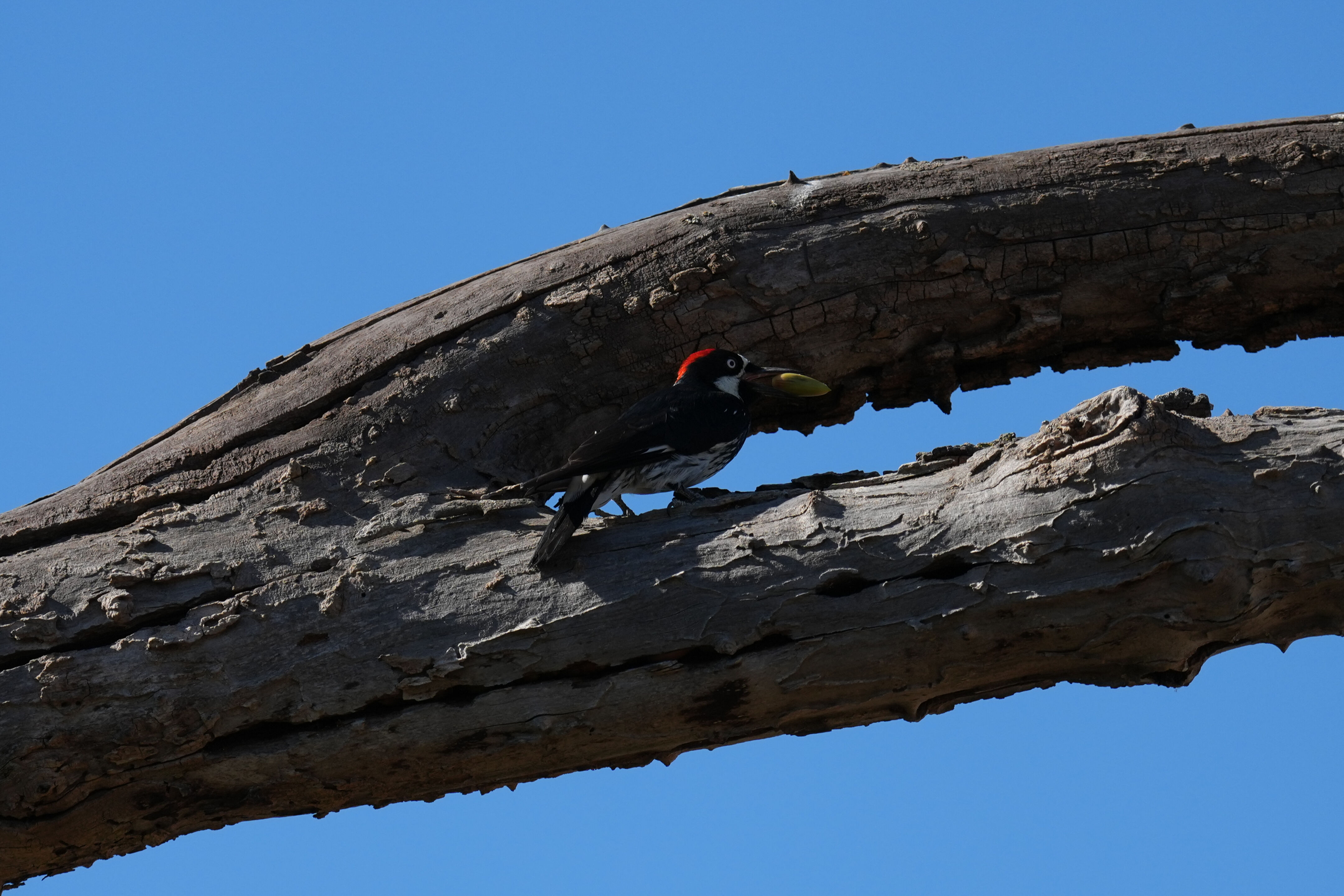 Sycamore Grove Park