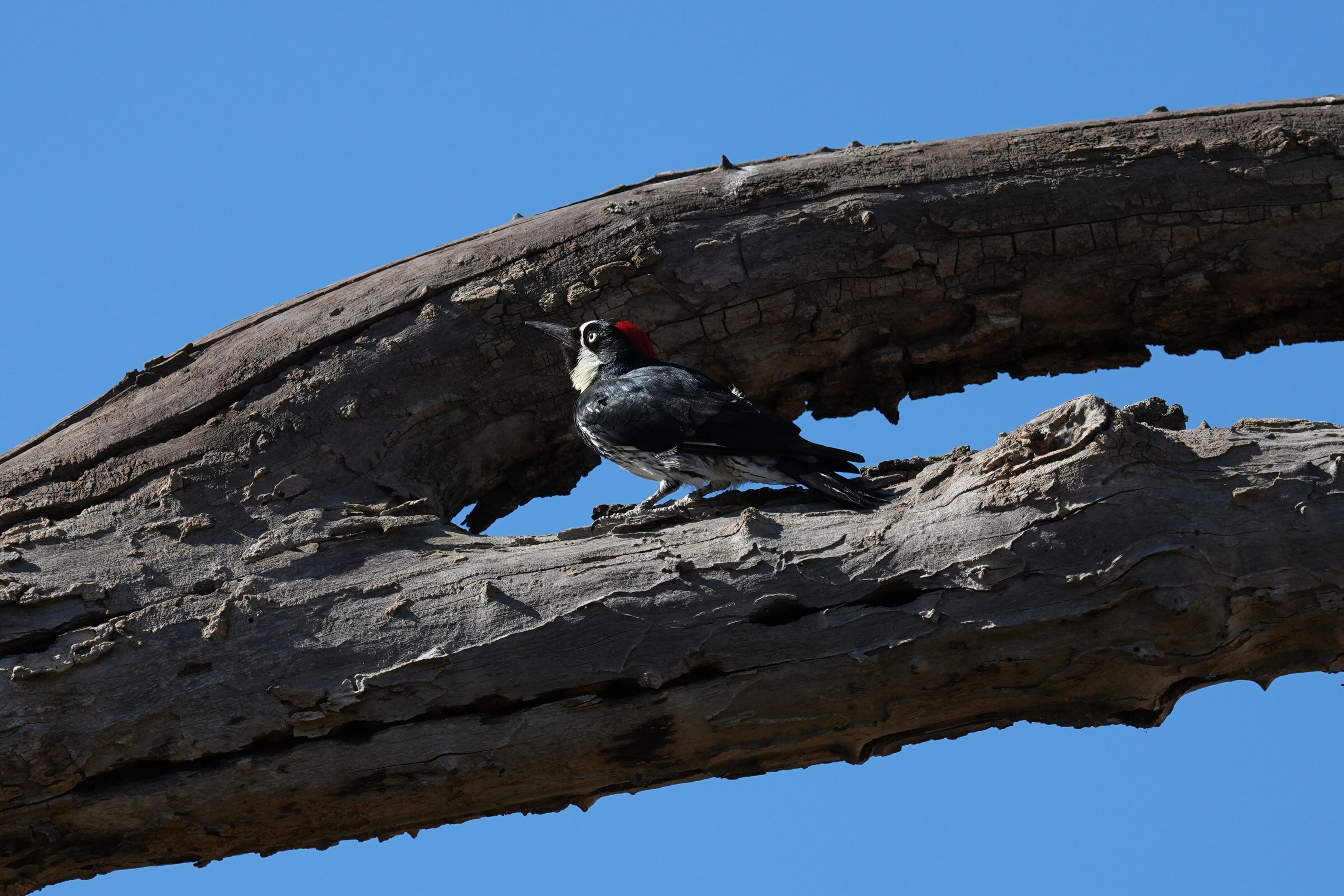 Sycamore Grove Park