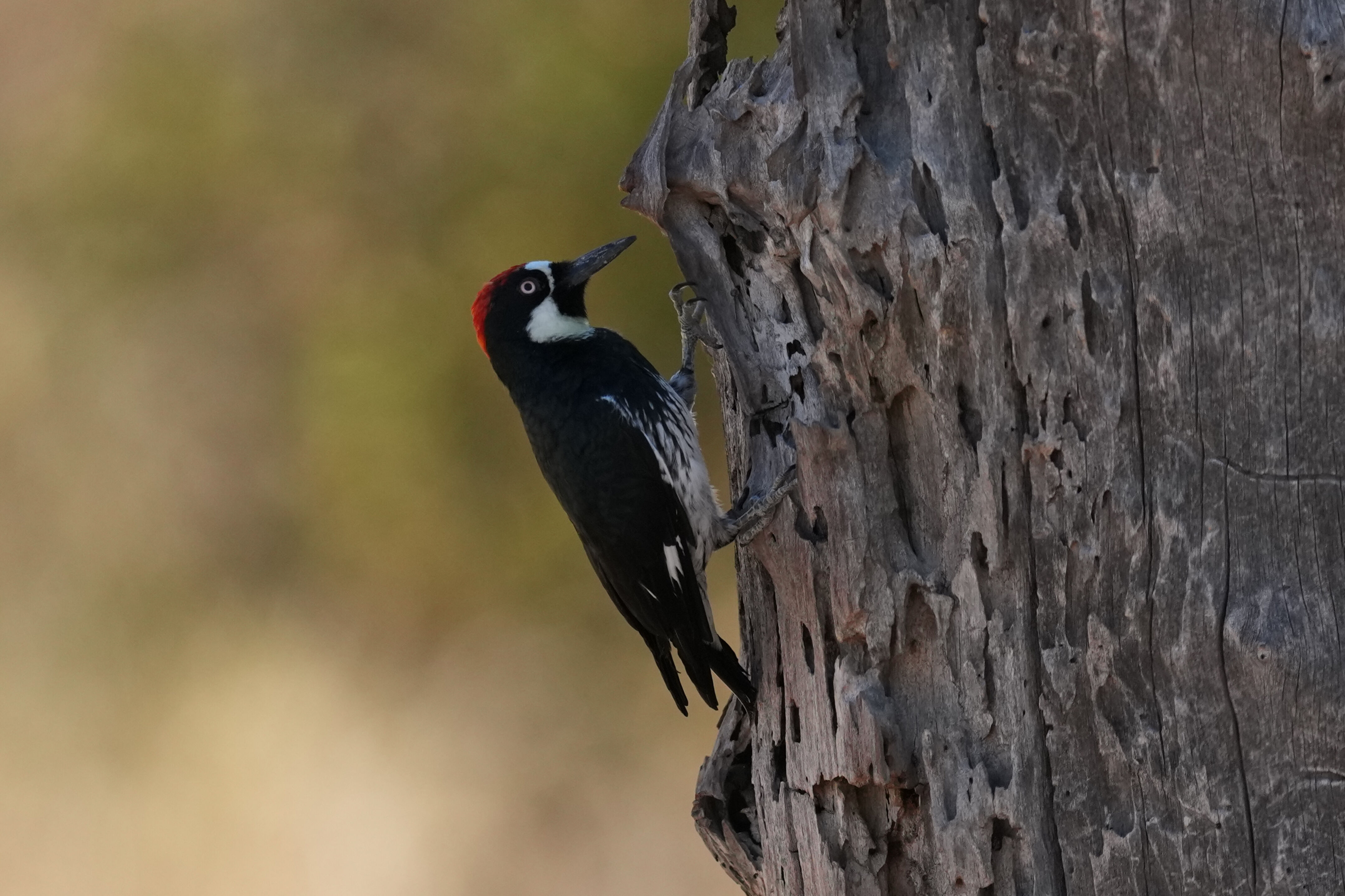 Sycamore Grove Park