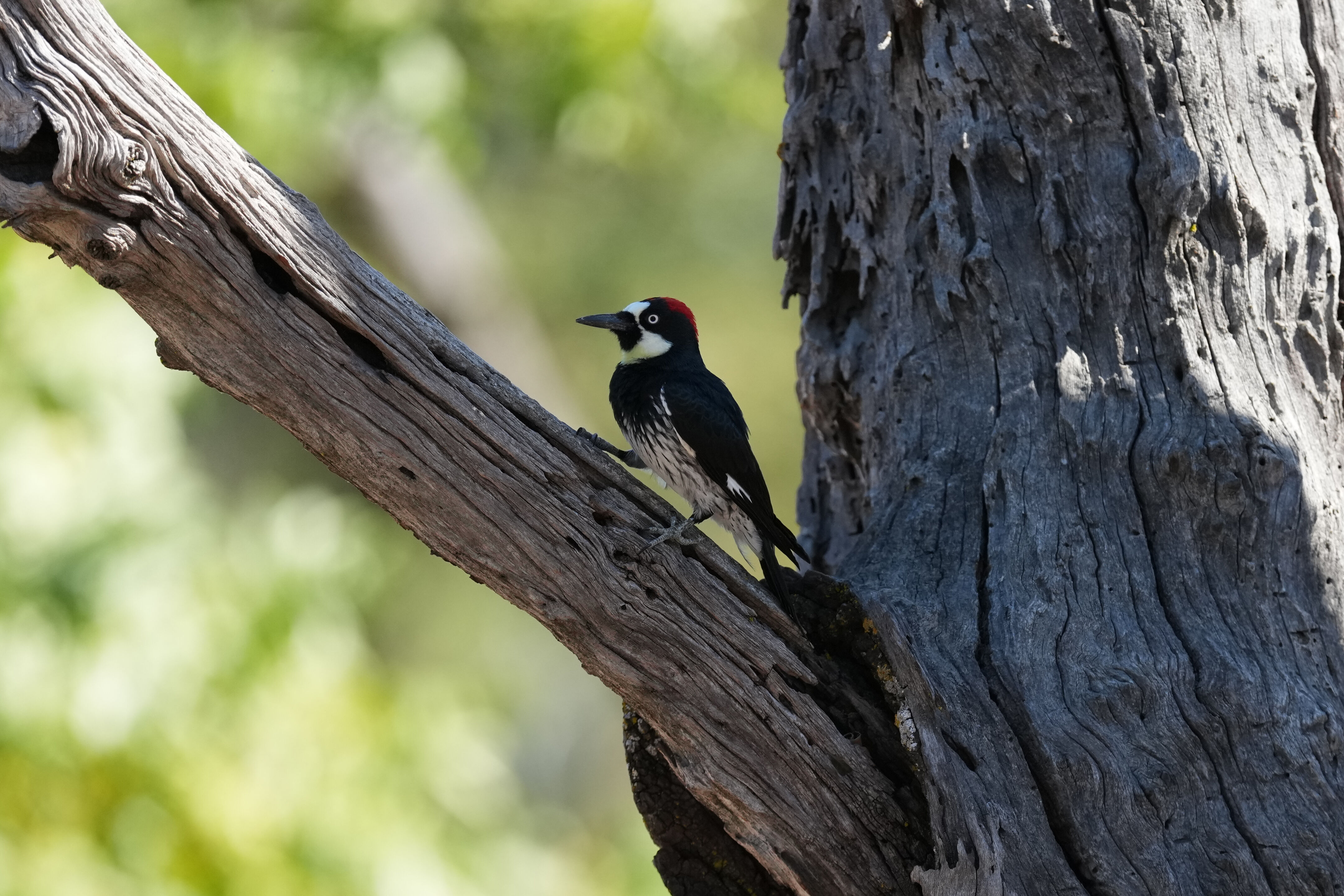 Sycamore Grove Park