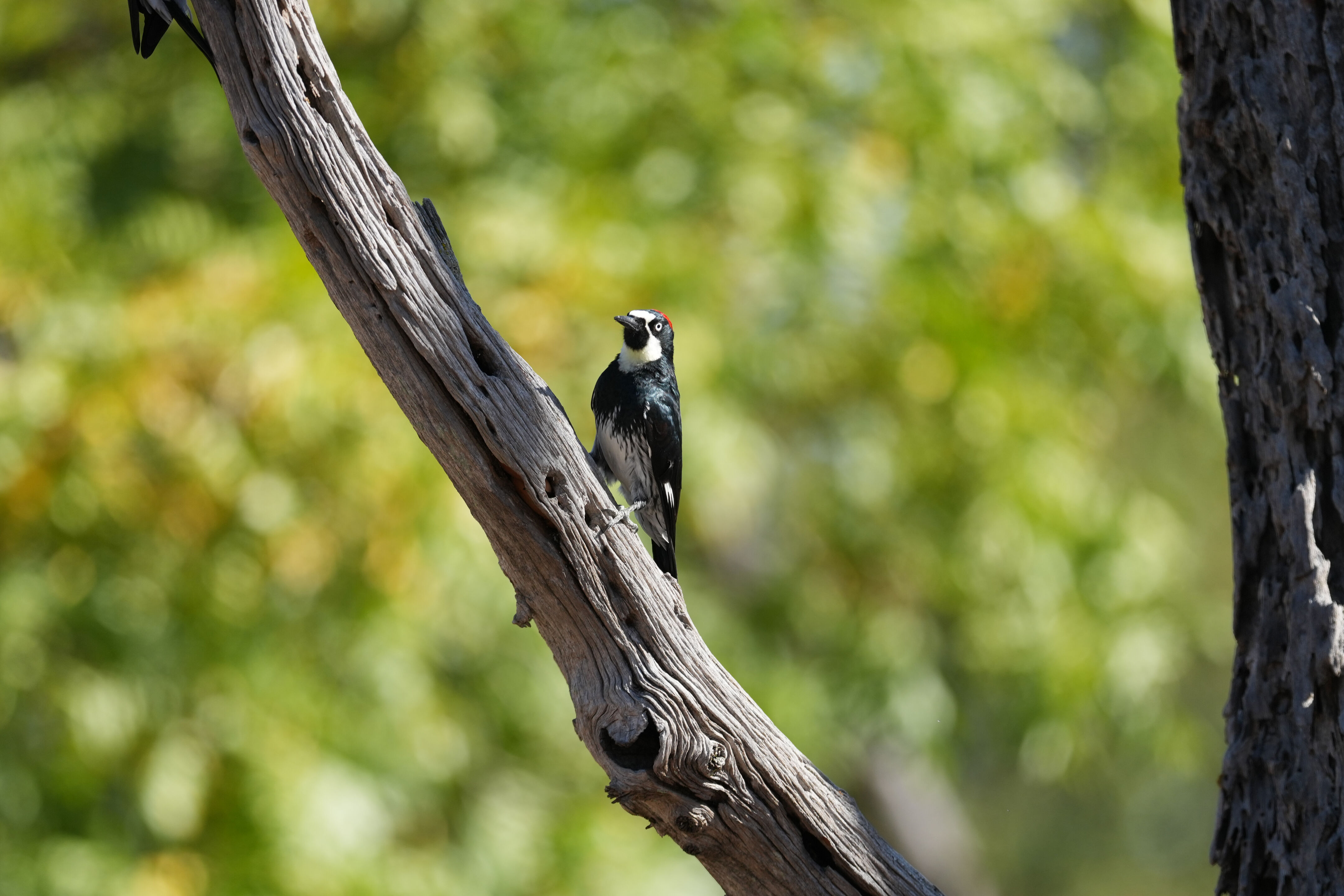 Sycamore Grove Park