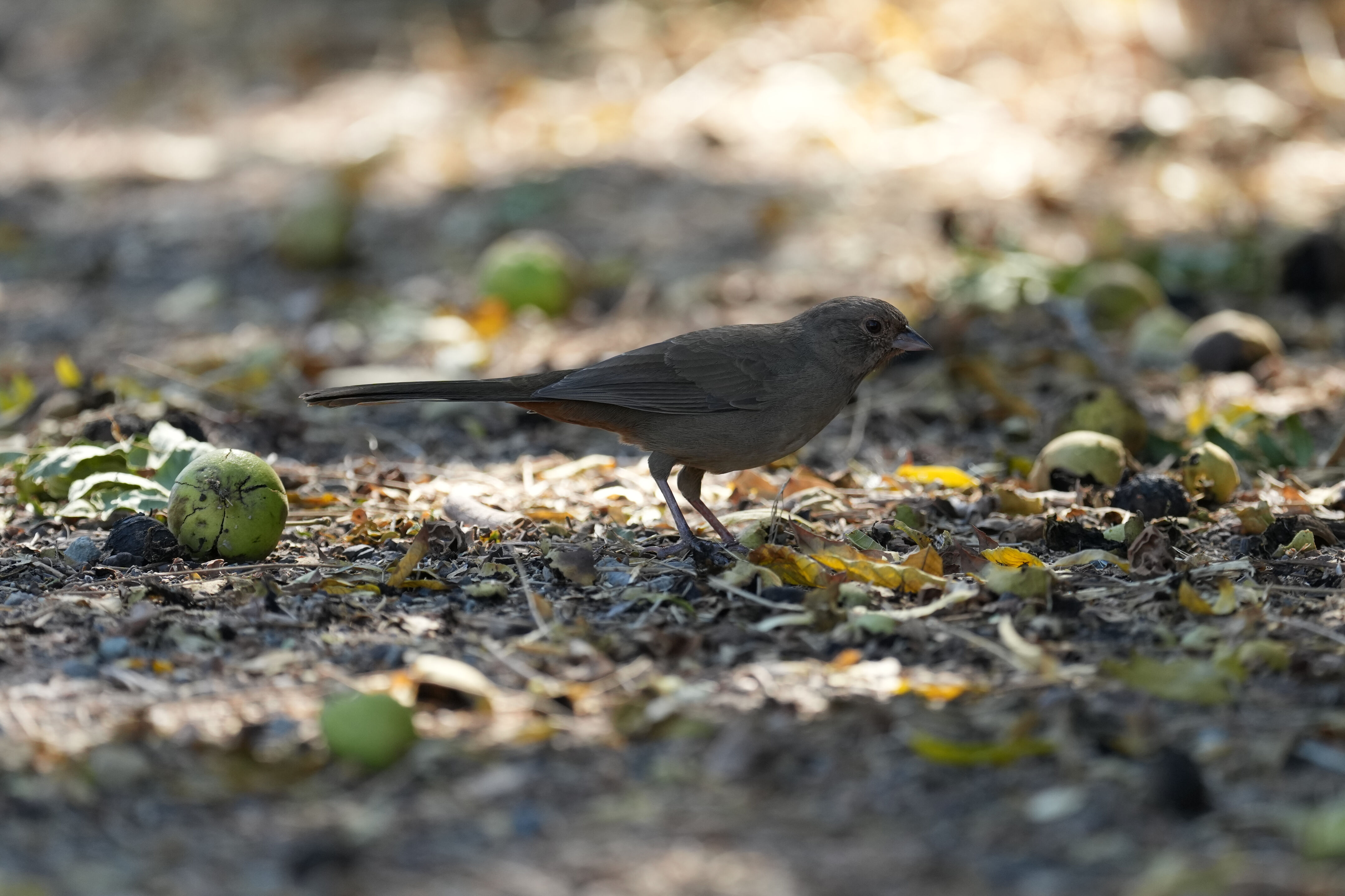 Sycamore Grove Park