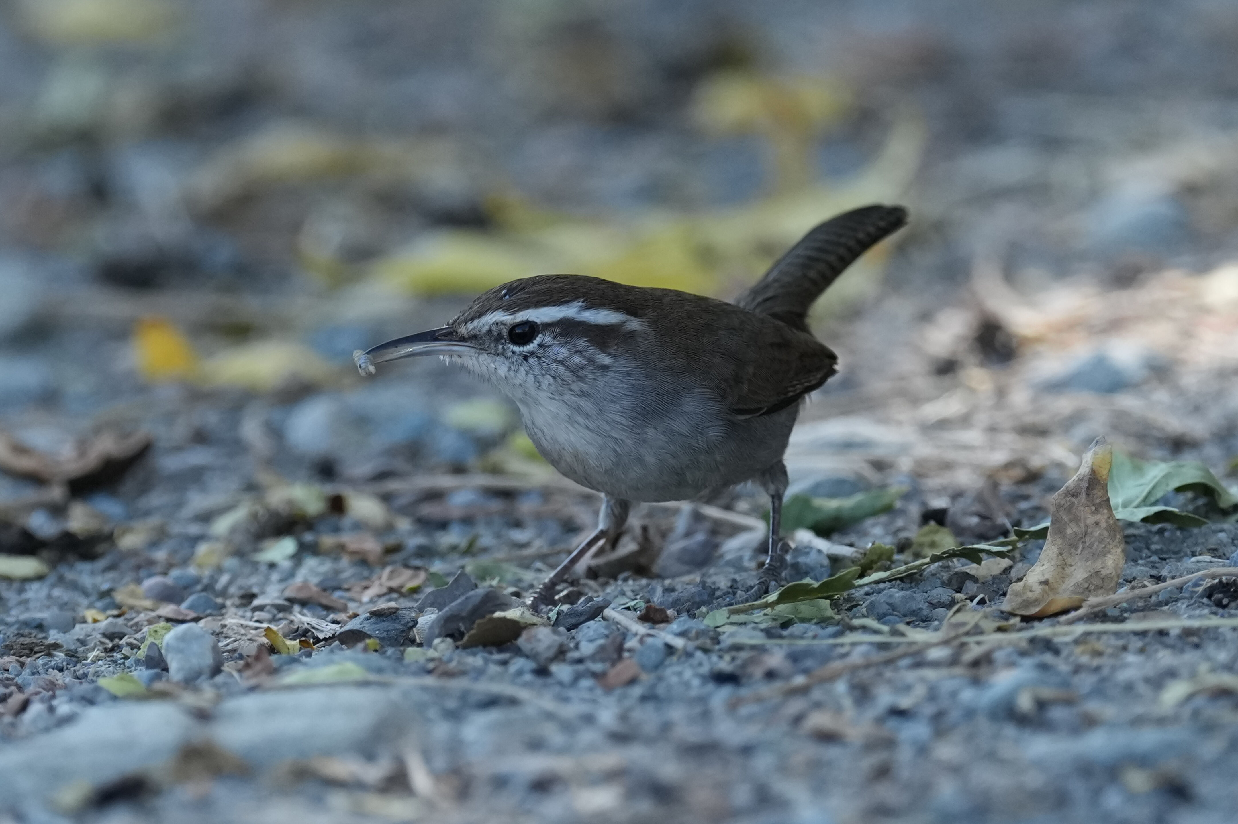Bewick’s Wren