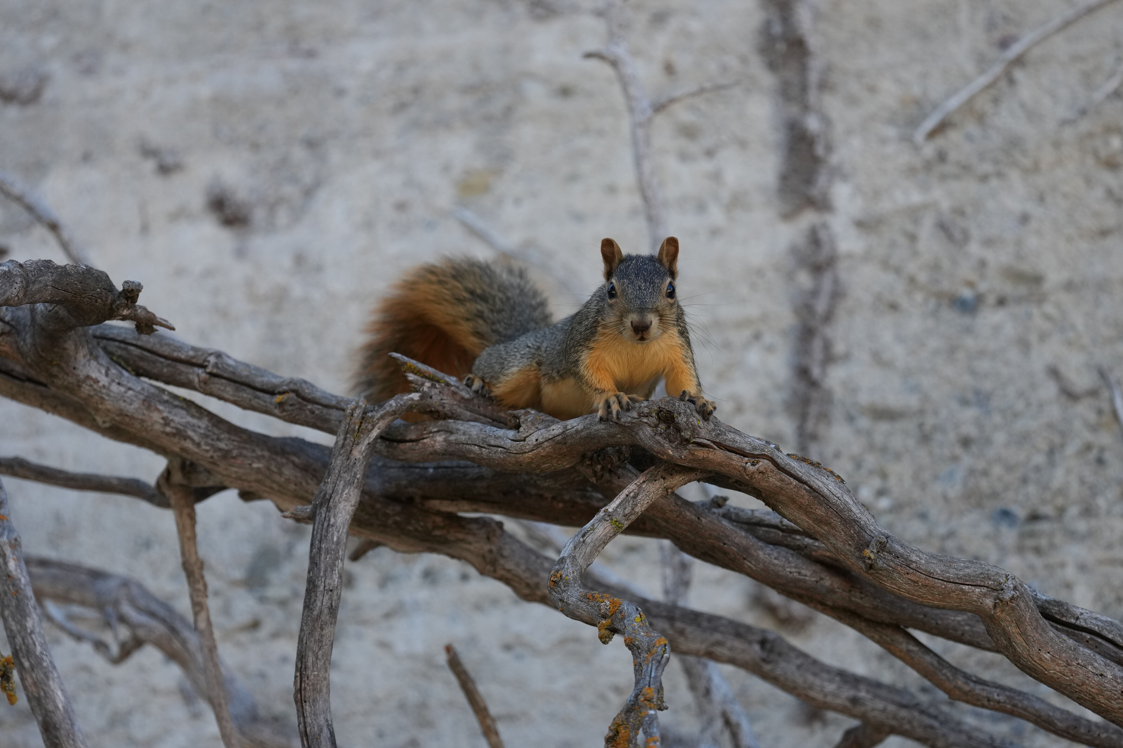 Sycamore Grove Park