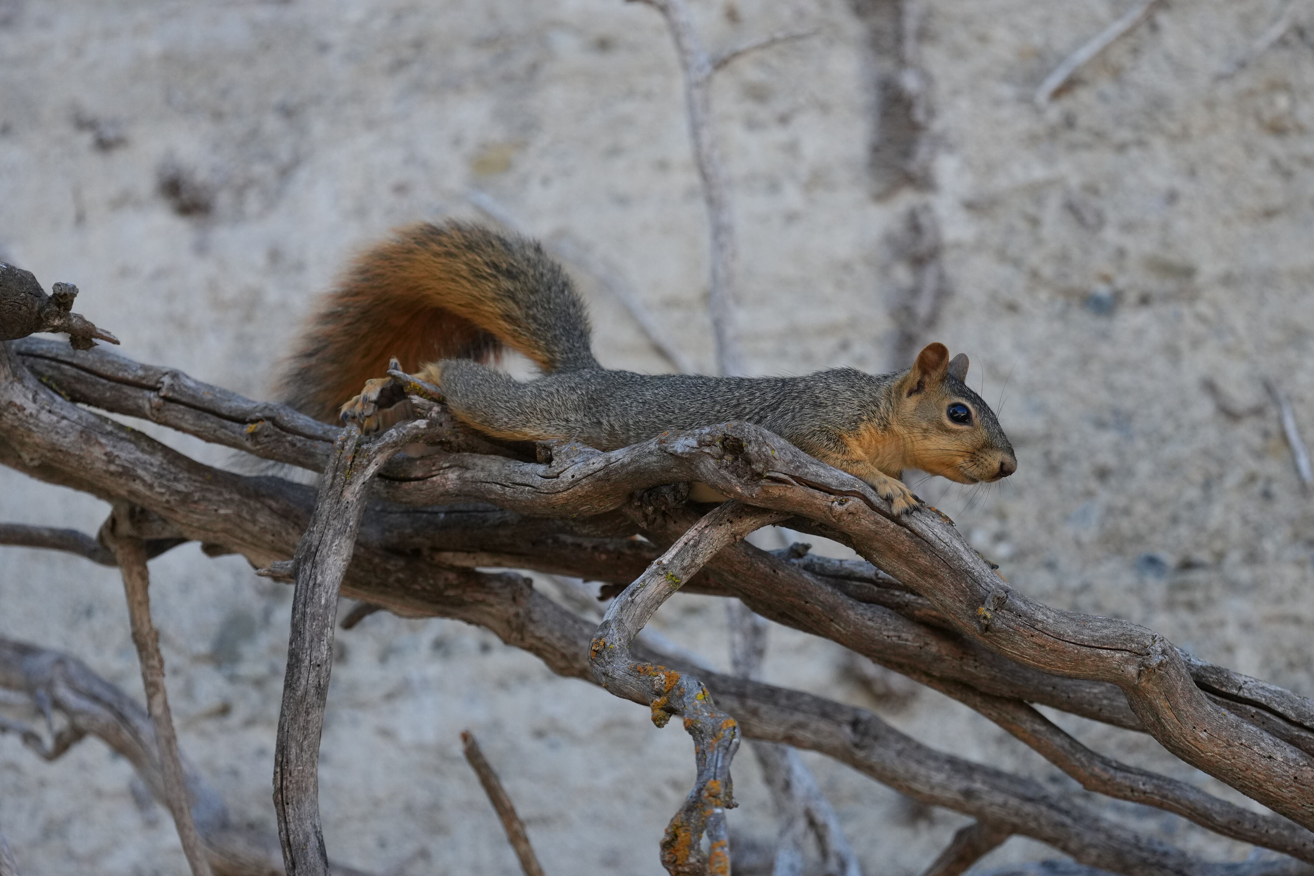 Eastern Fox Squirrel