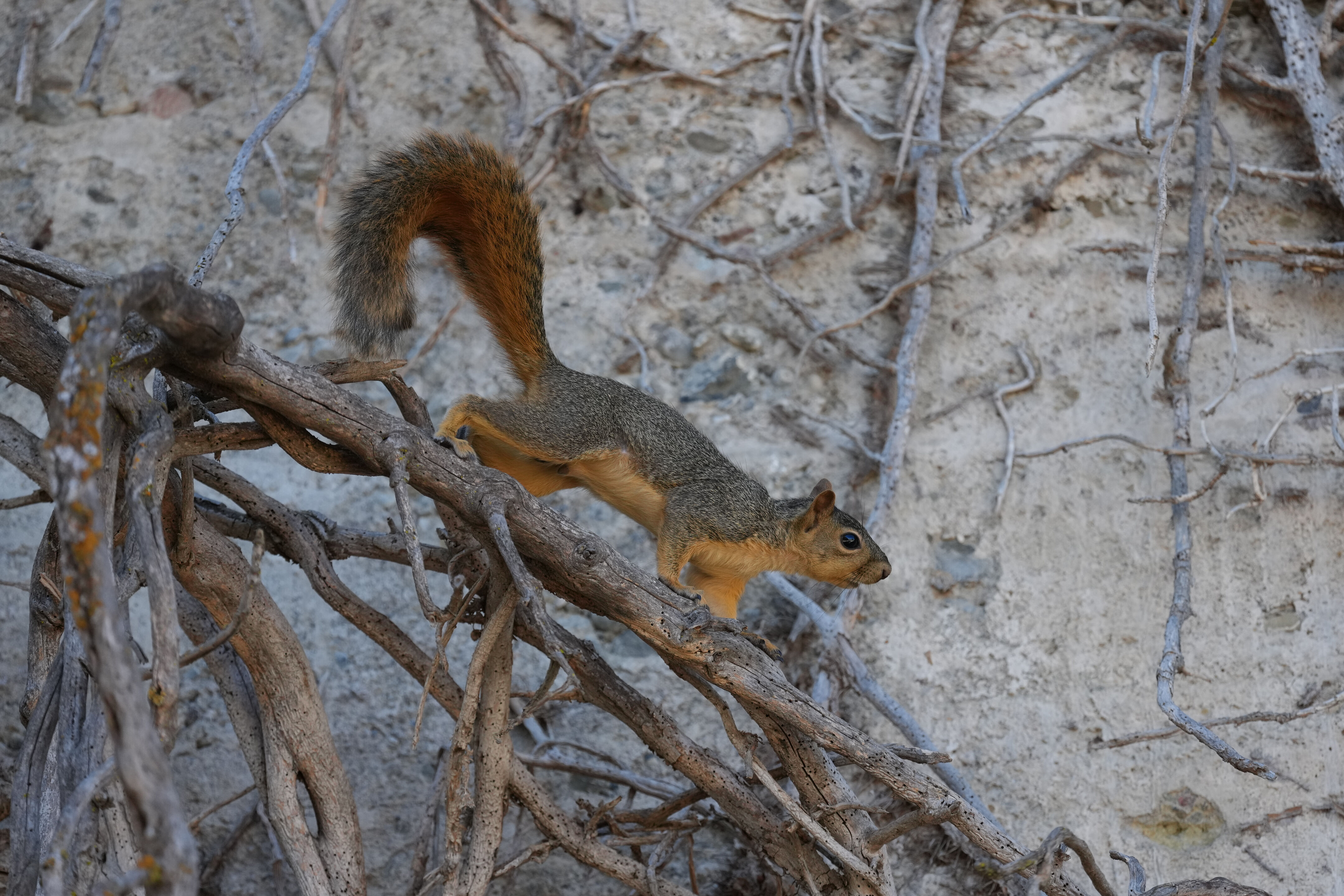 Sycamore Grove Park