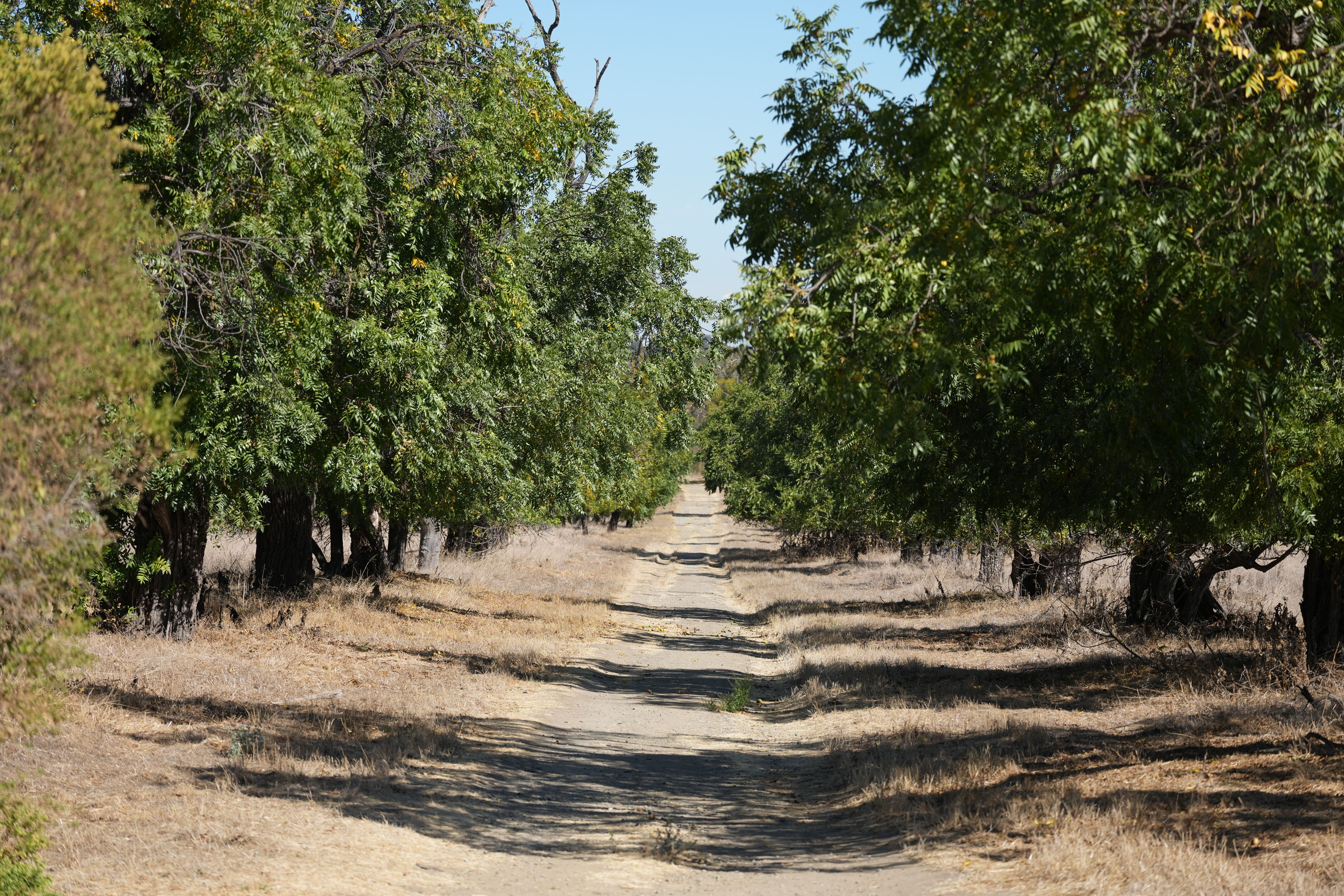 Sycamore Grove Park