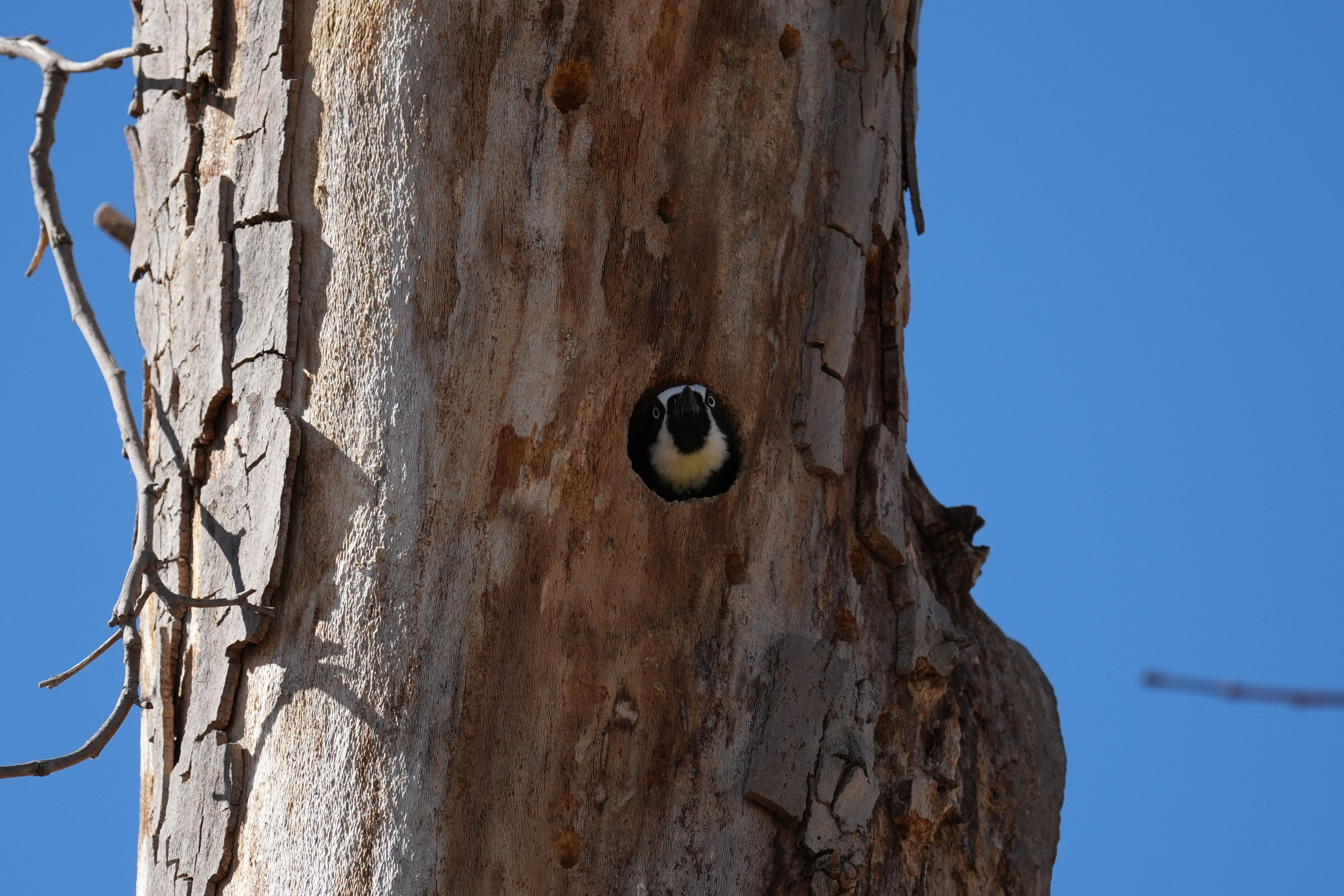 Sycamore Grove Park