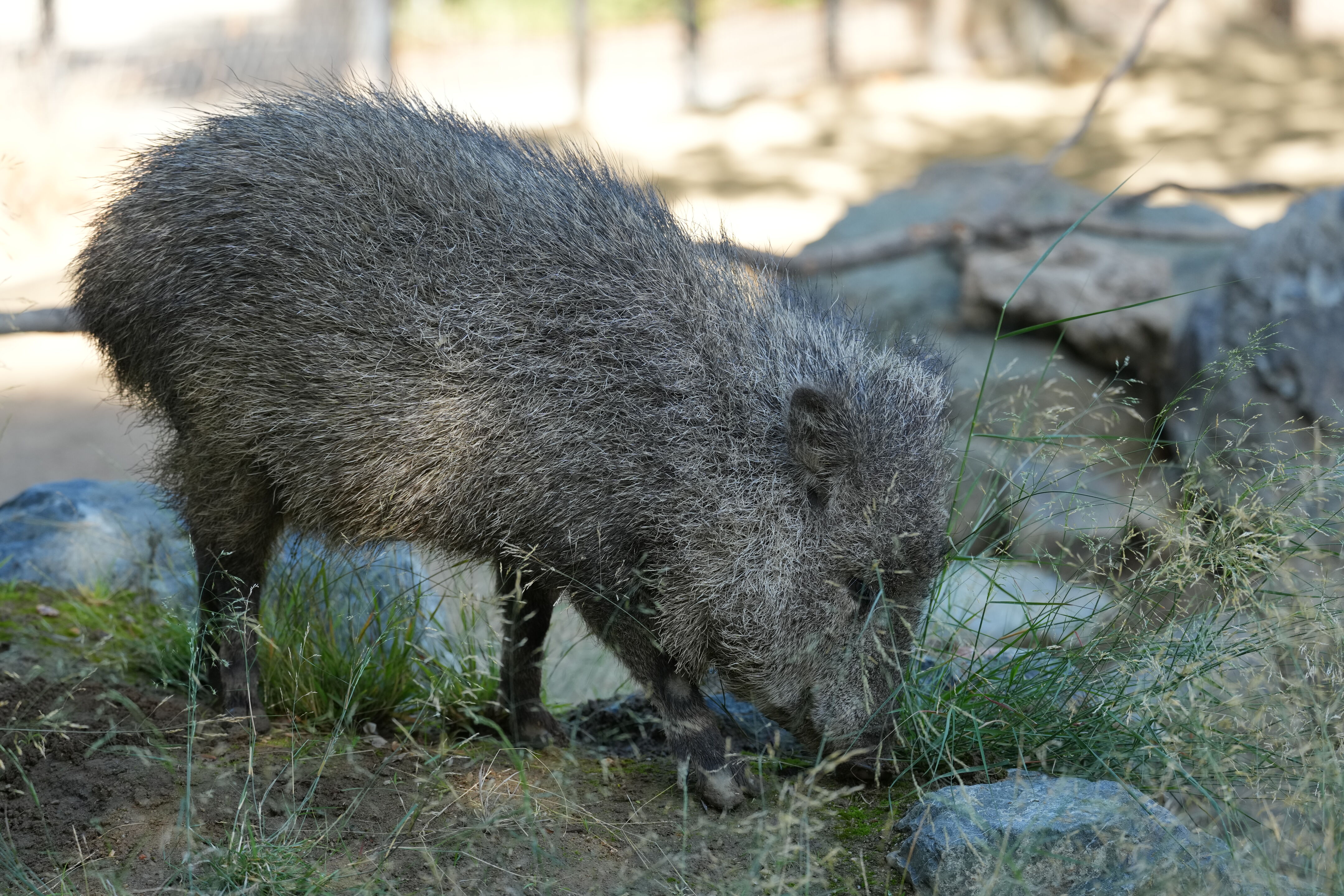 Happy Hollow Park and Zoo
