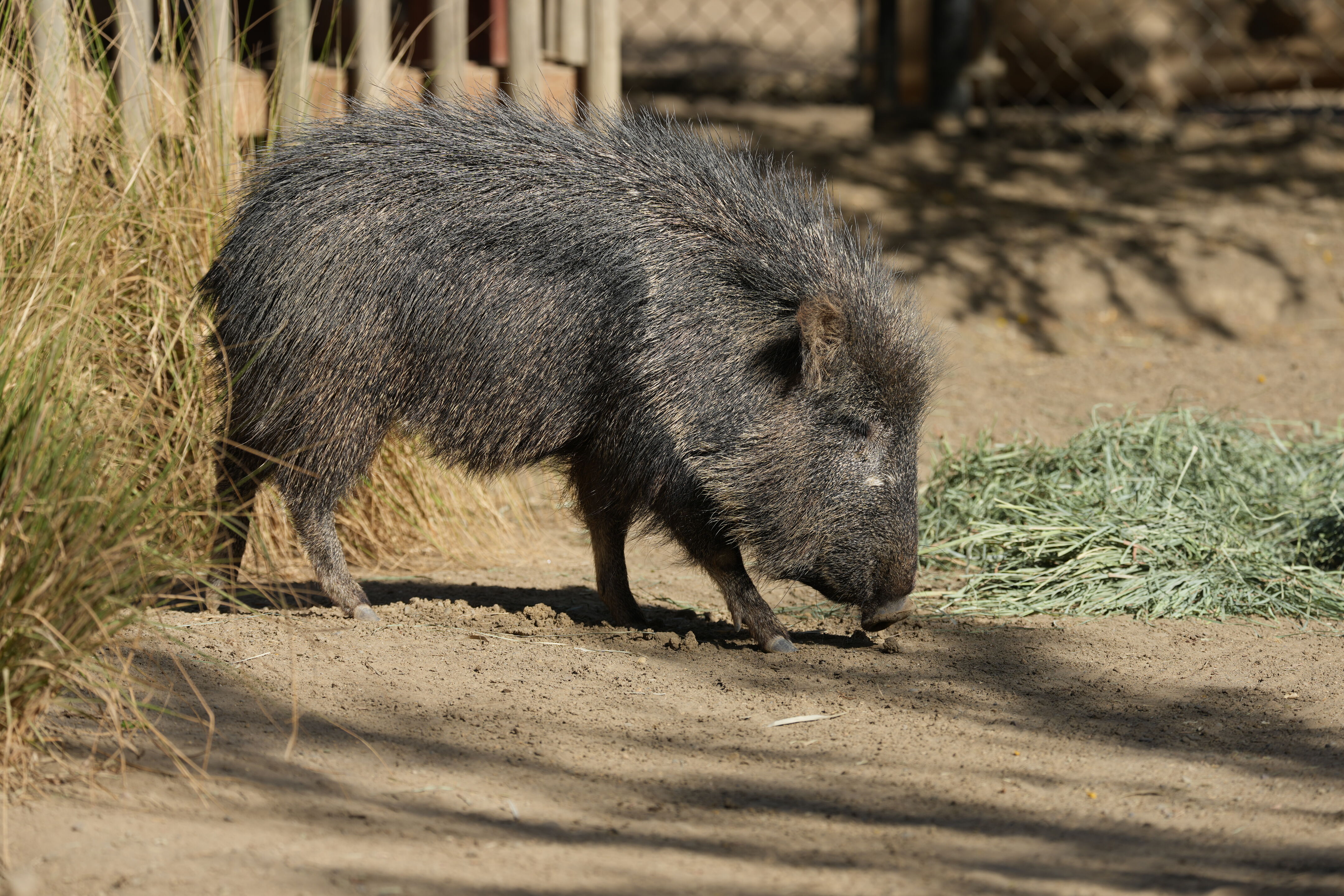 Happy Hollow Park and Zoo
