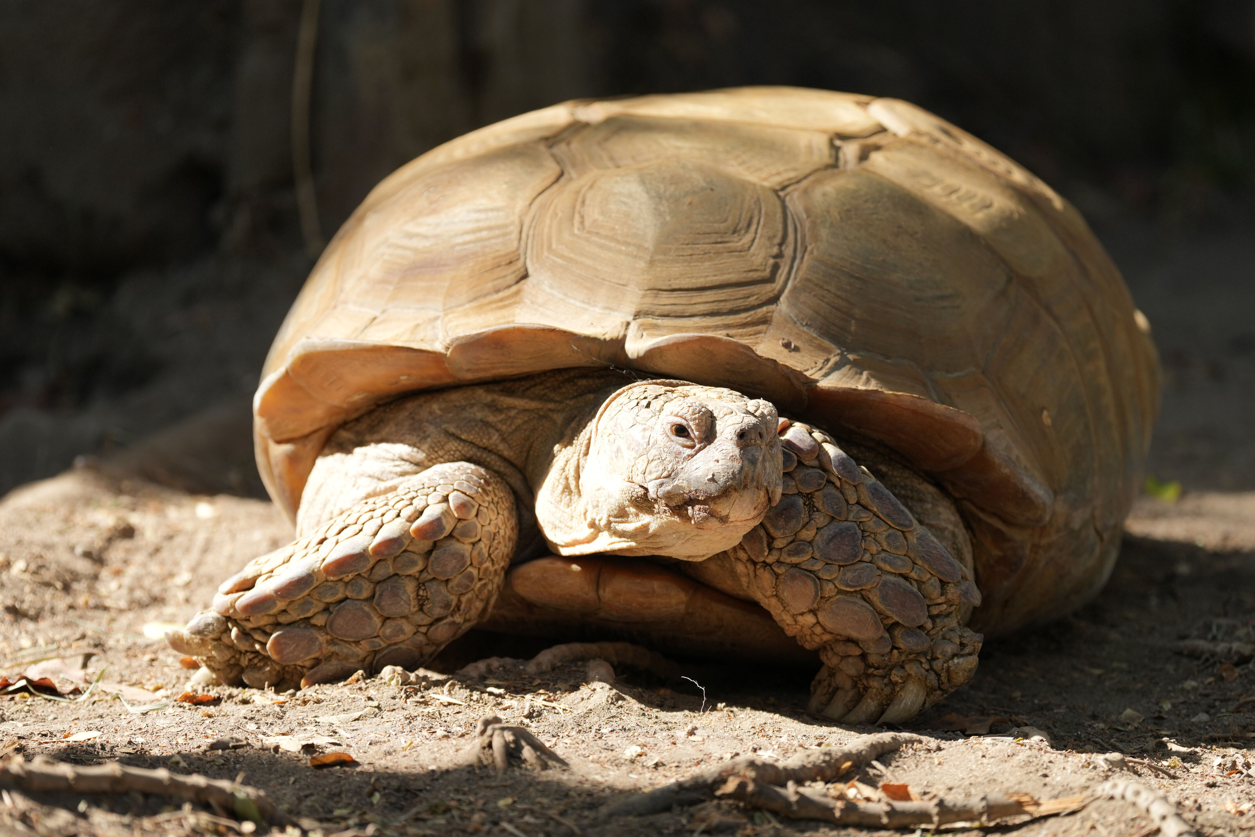 Happy Hollow Park and Zoo