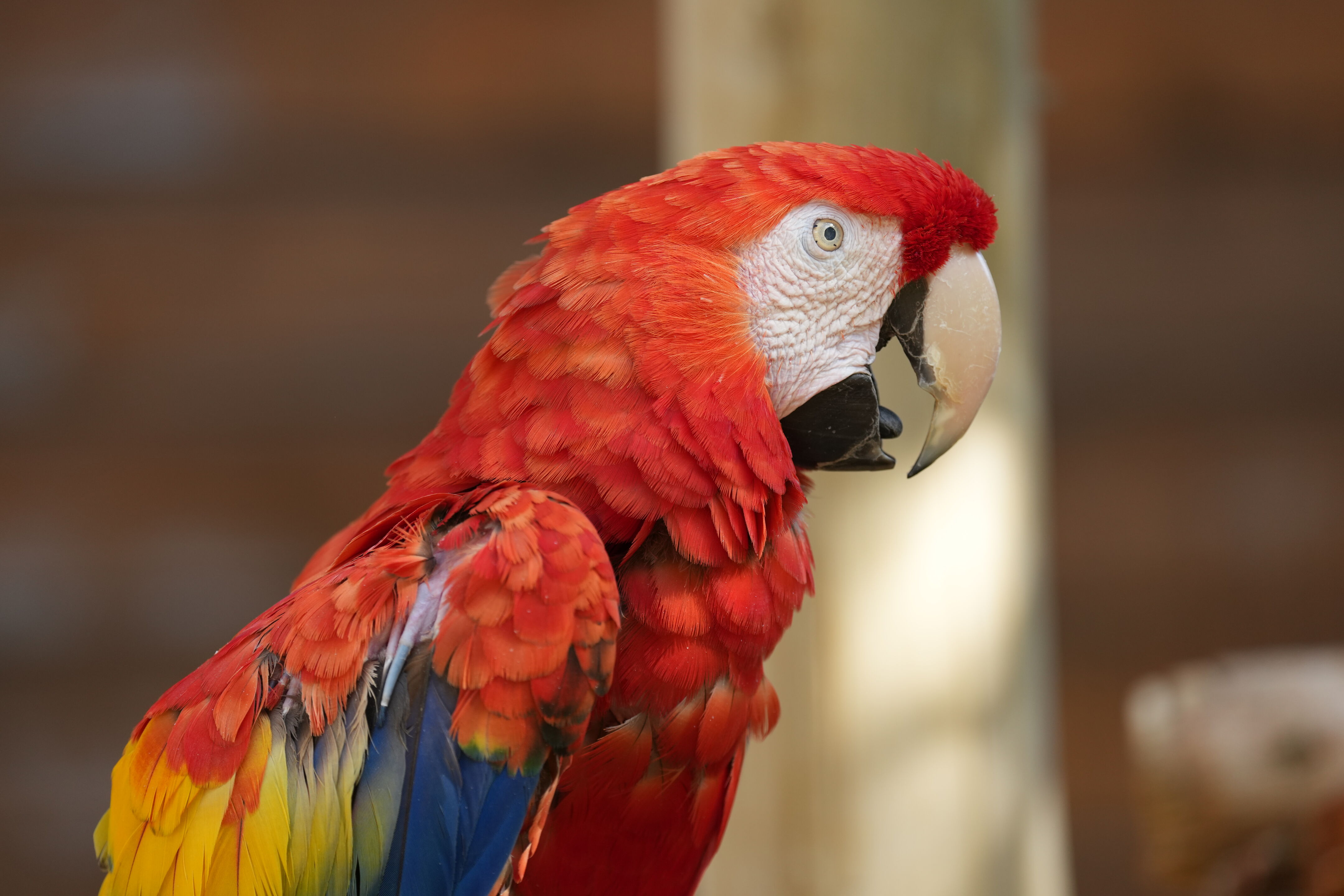 Happy Hollow Park and Zoo