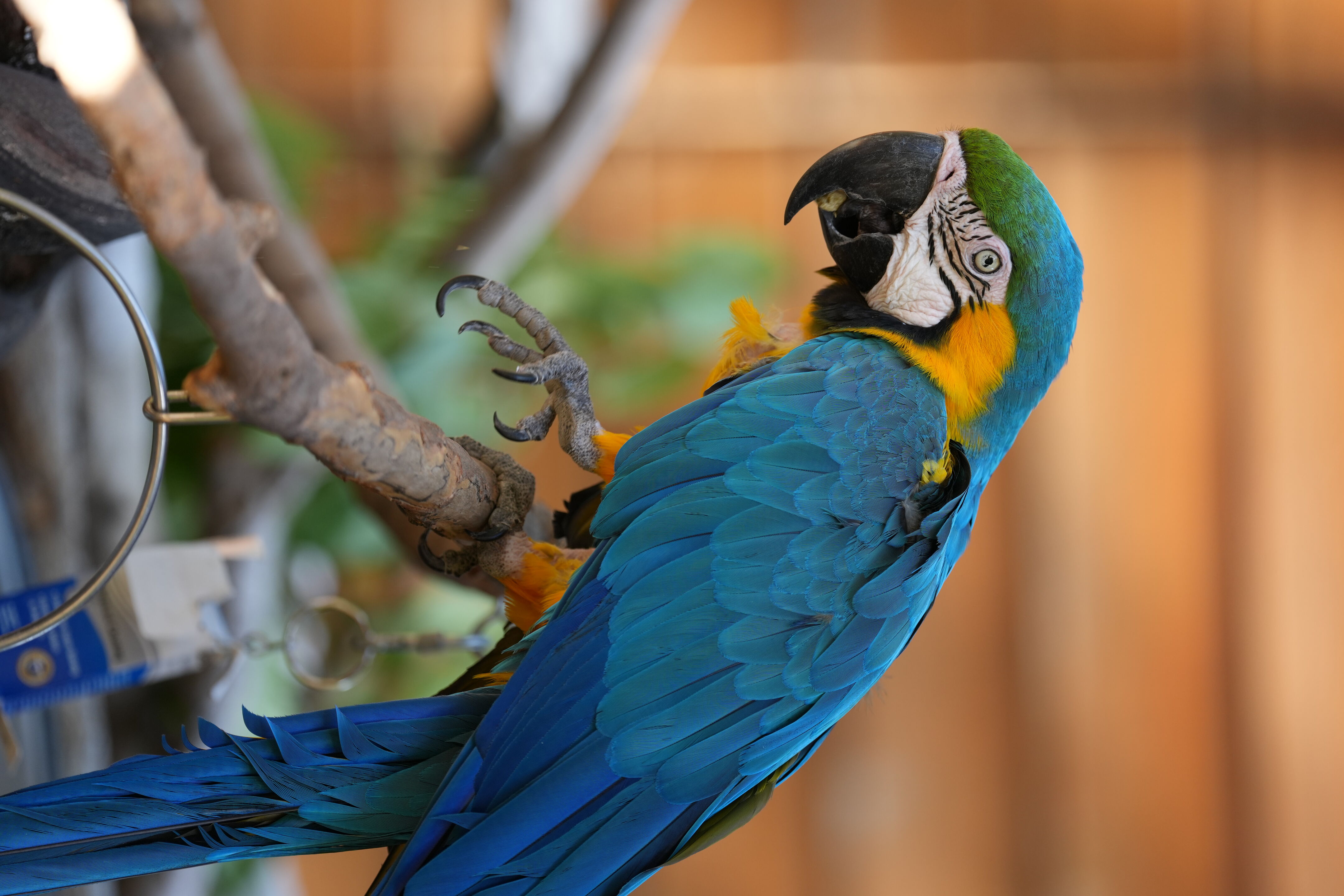 Blue-and-Yellow Macaw