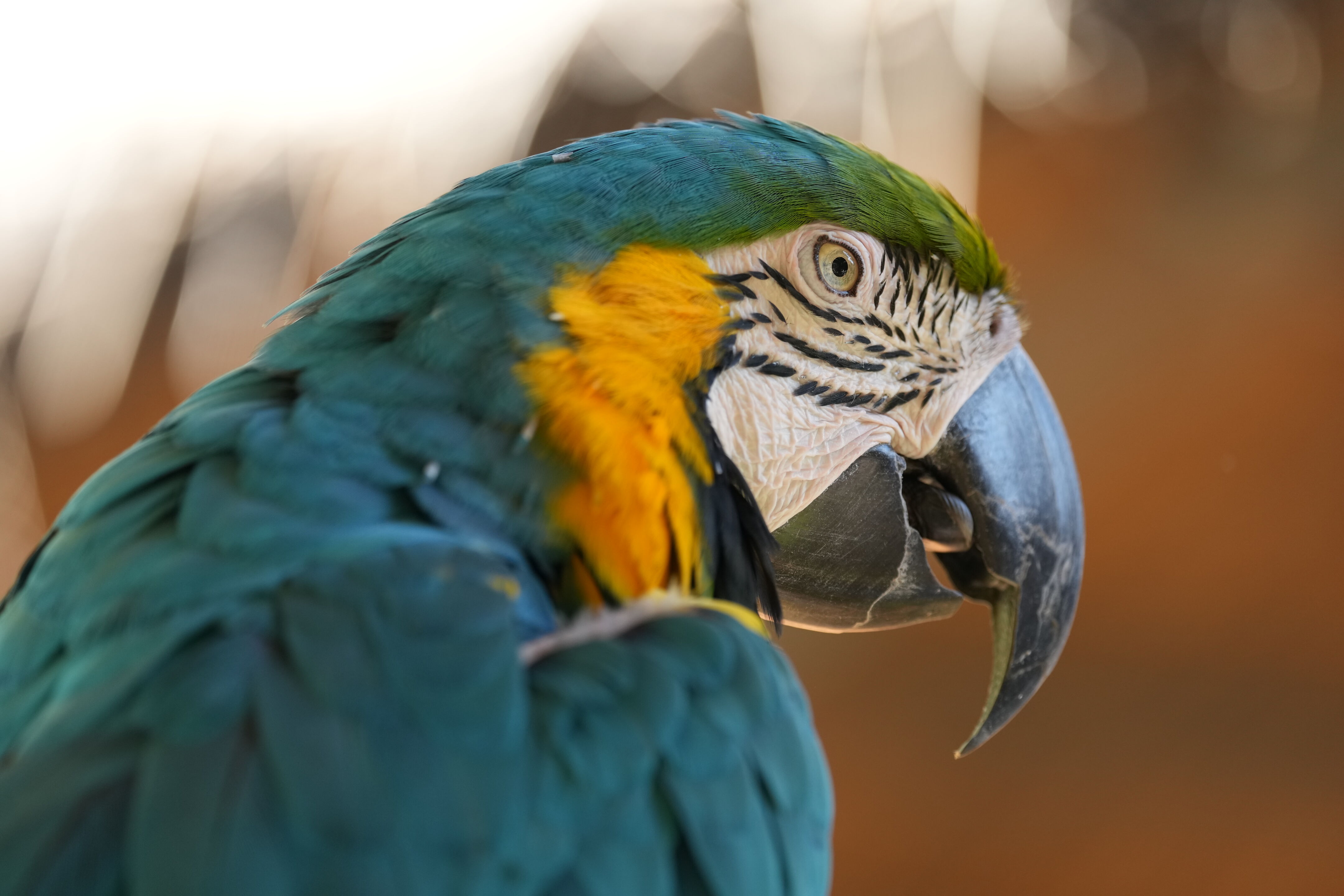 Happy Hollow Park and Zoo