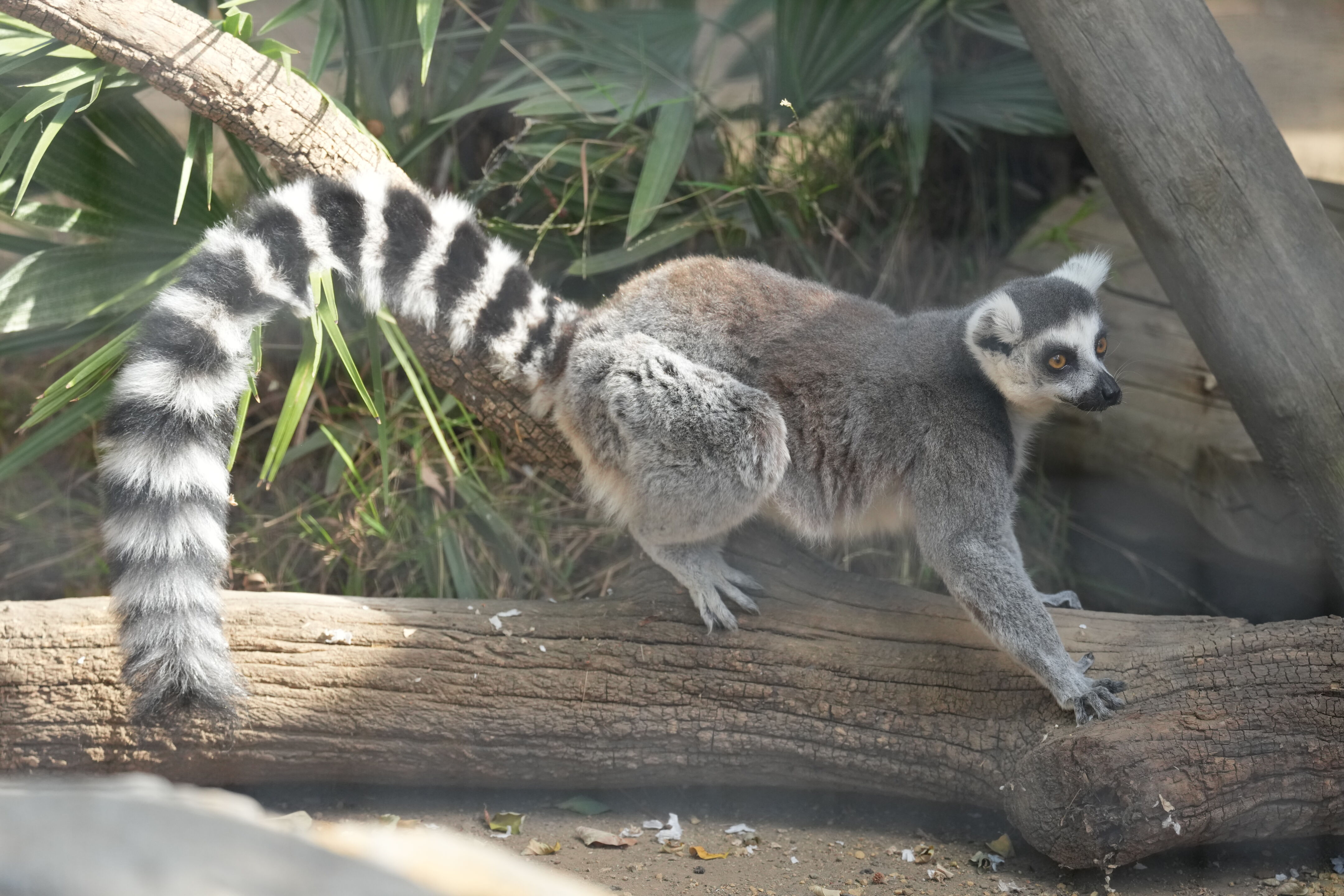 Happy Hollow Park and Zoo