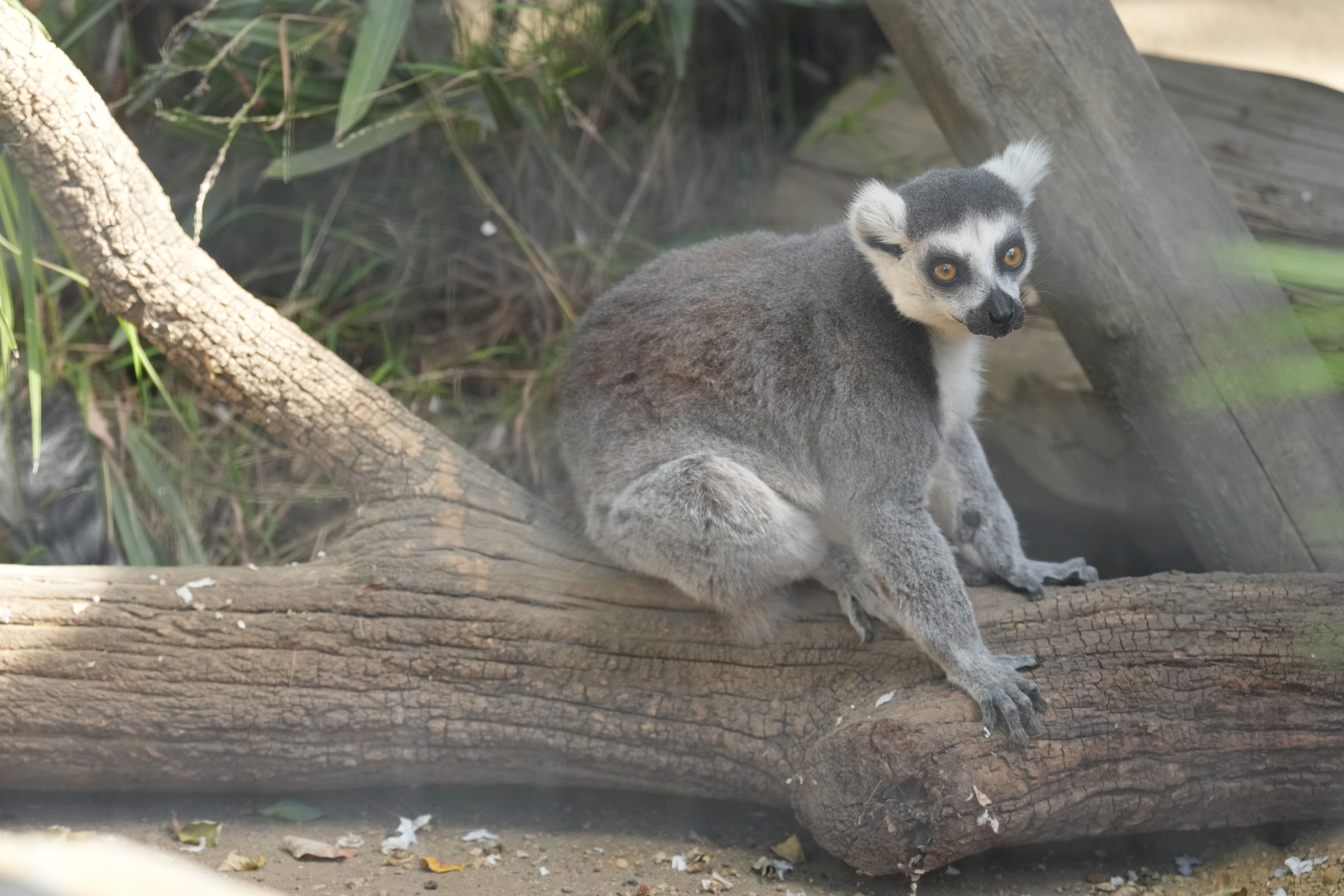 Happy Hollow Park and Zoo