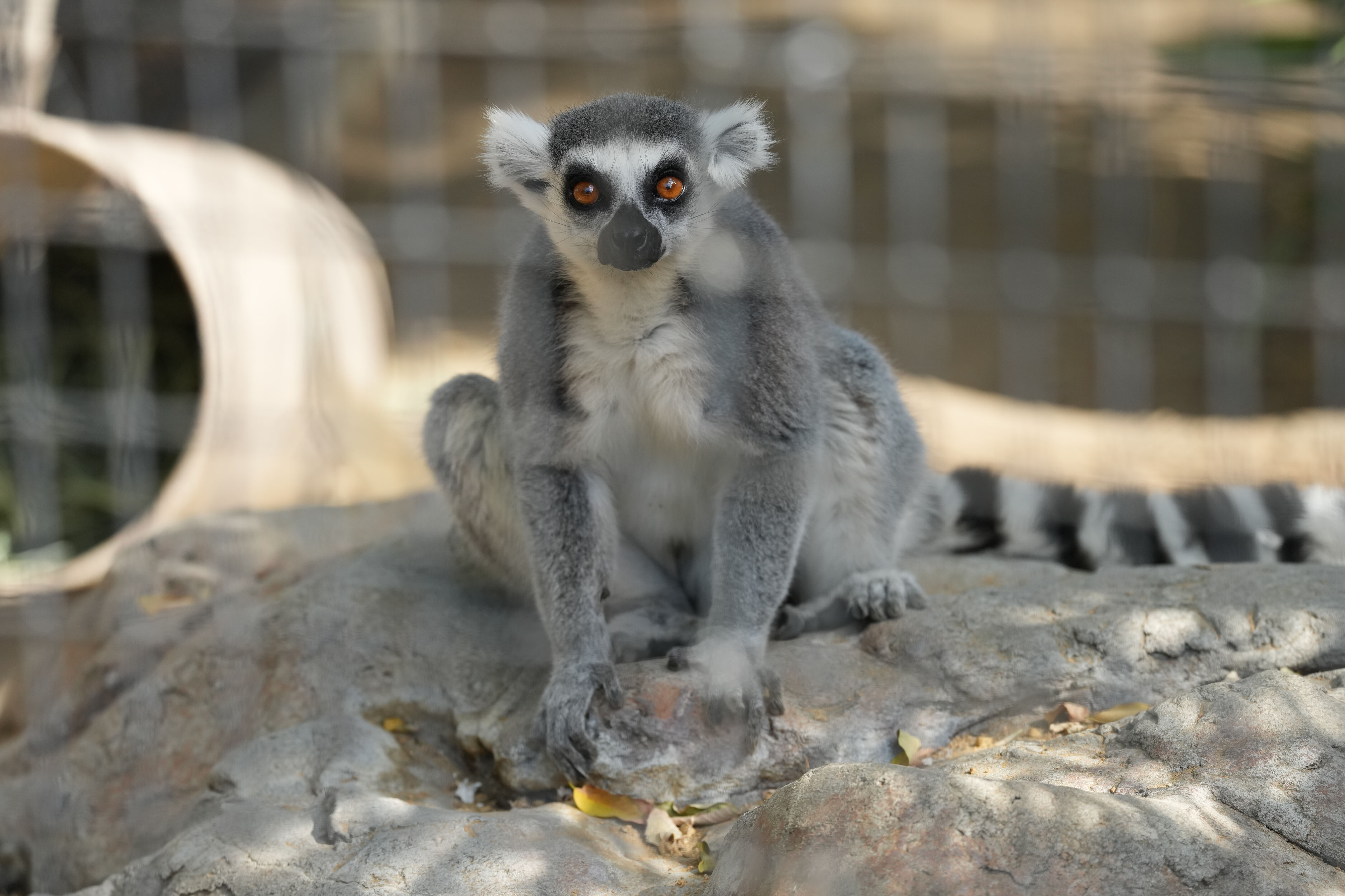 Happy Hollow Park and Zoo