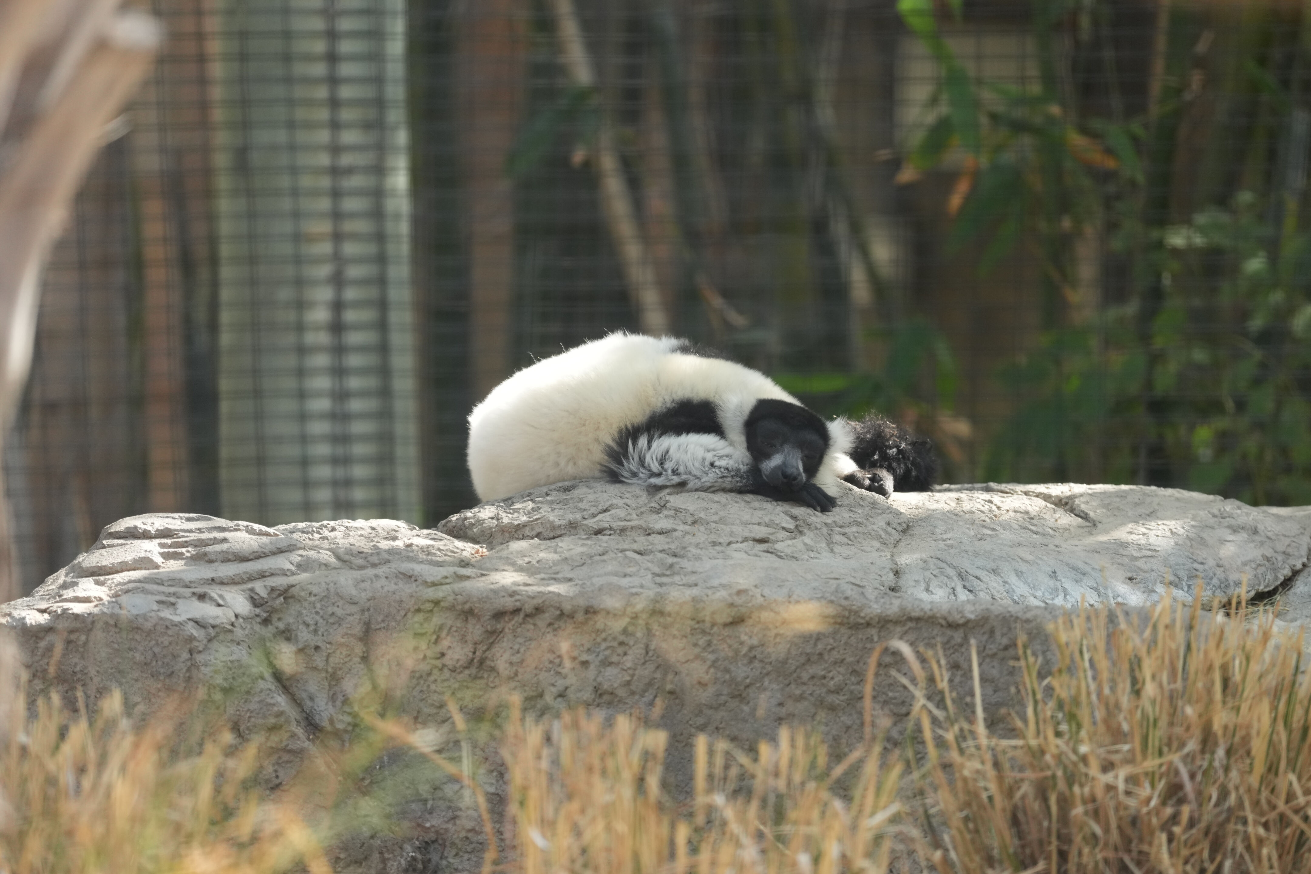 Happy Hollow Park and Zoo
