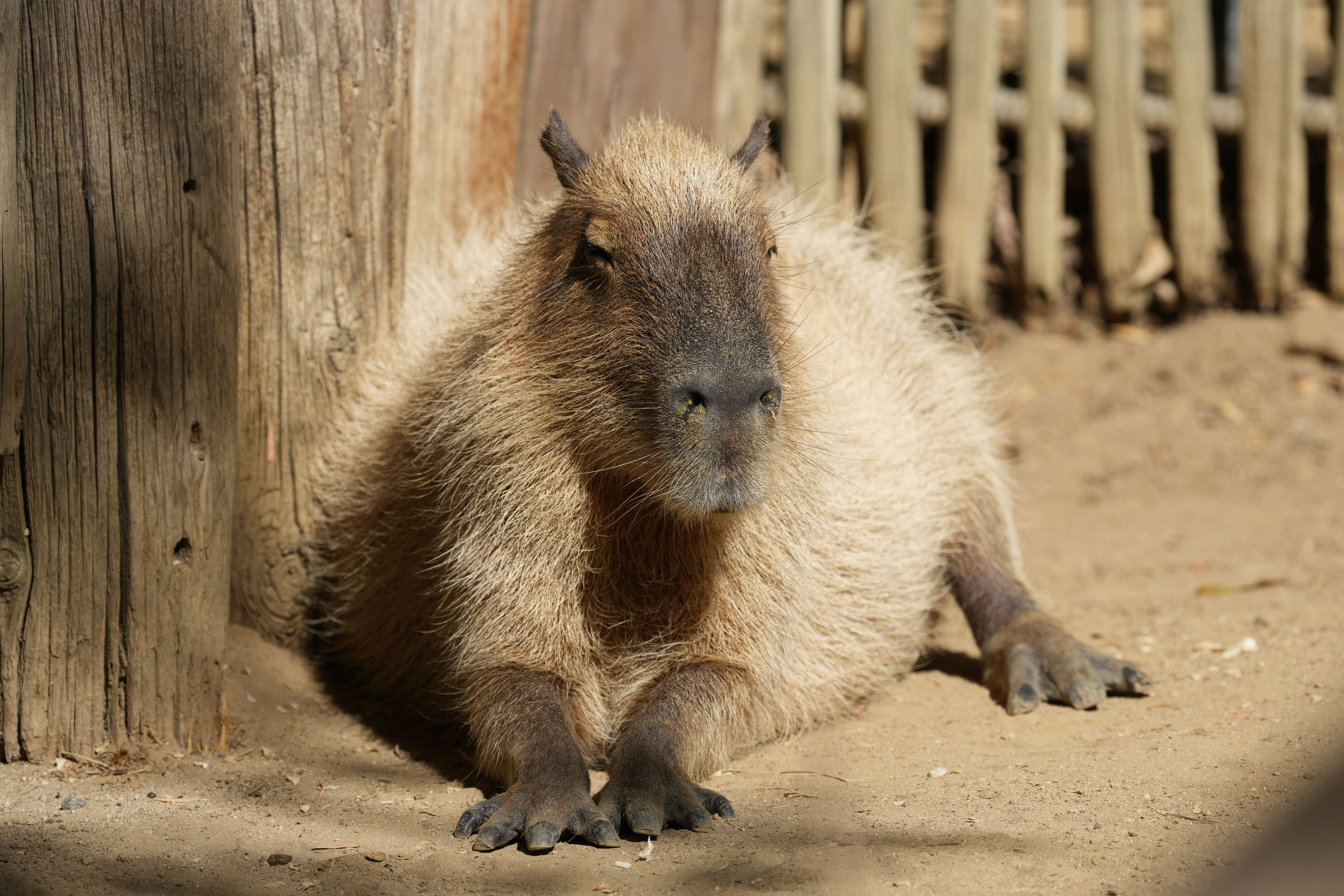 Happy Hollow Park and Zoo