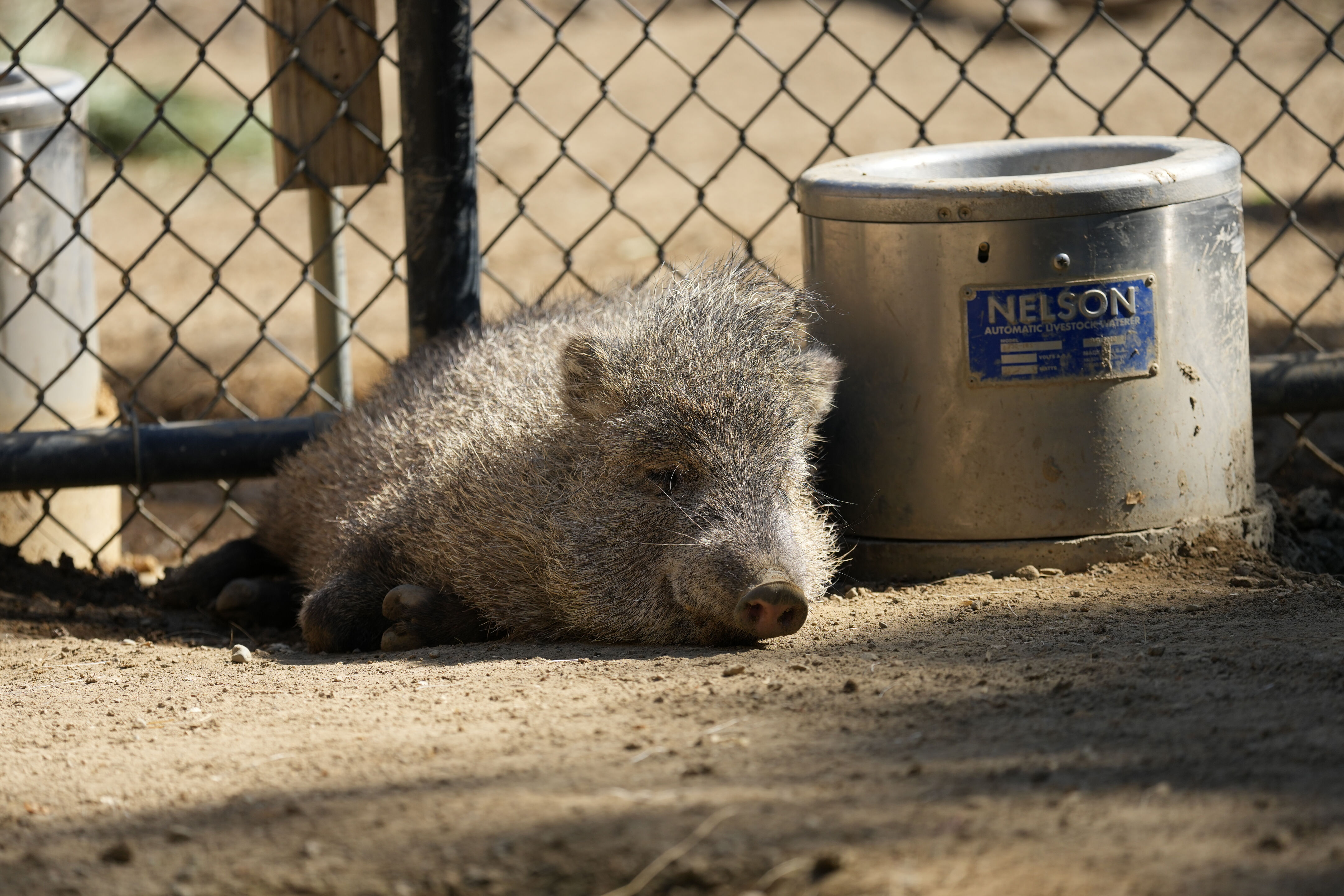 Chacoan Peccary