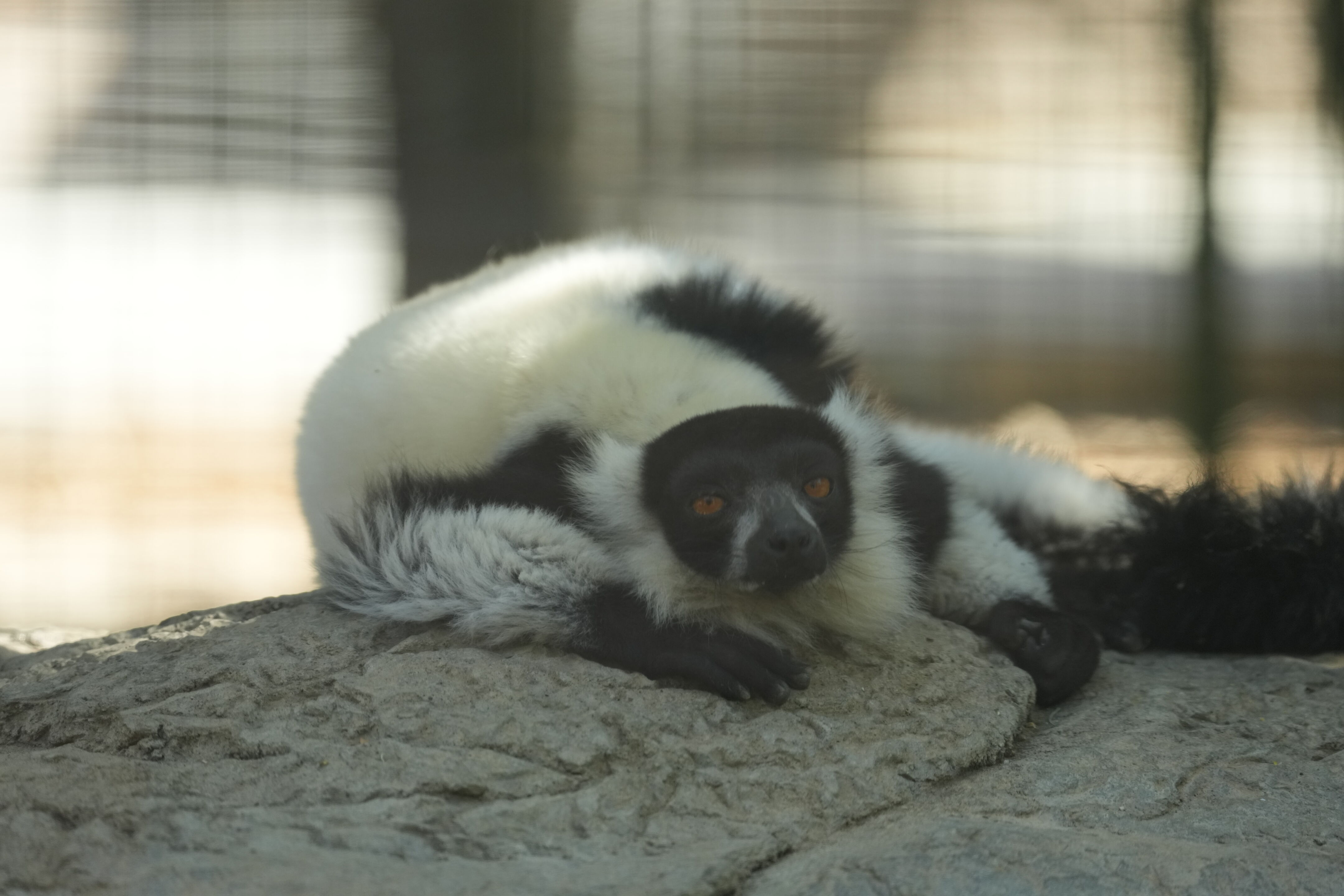 Happy Hollow Park and Zoo