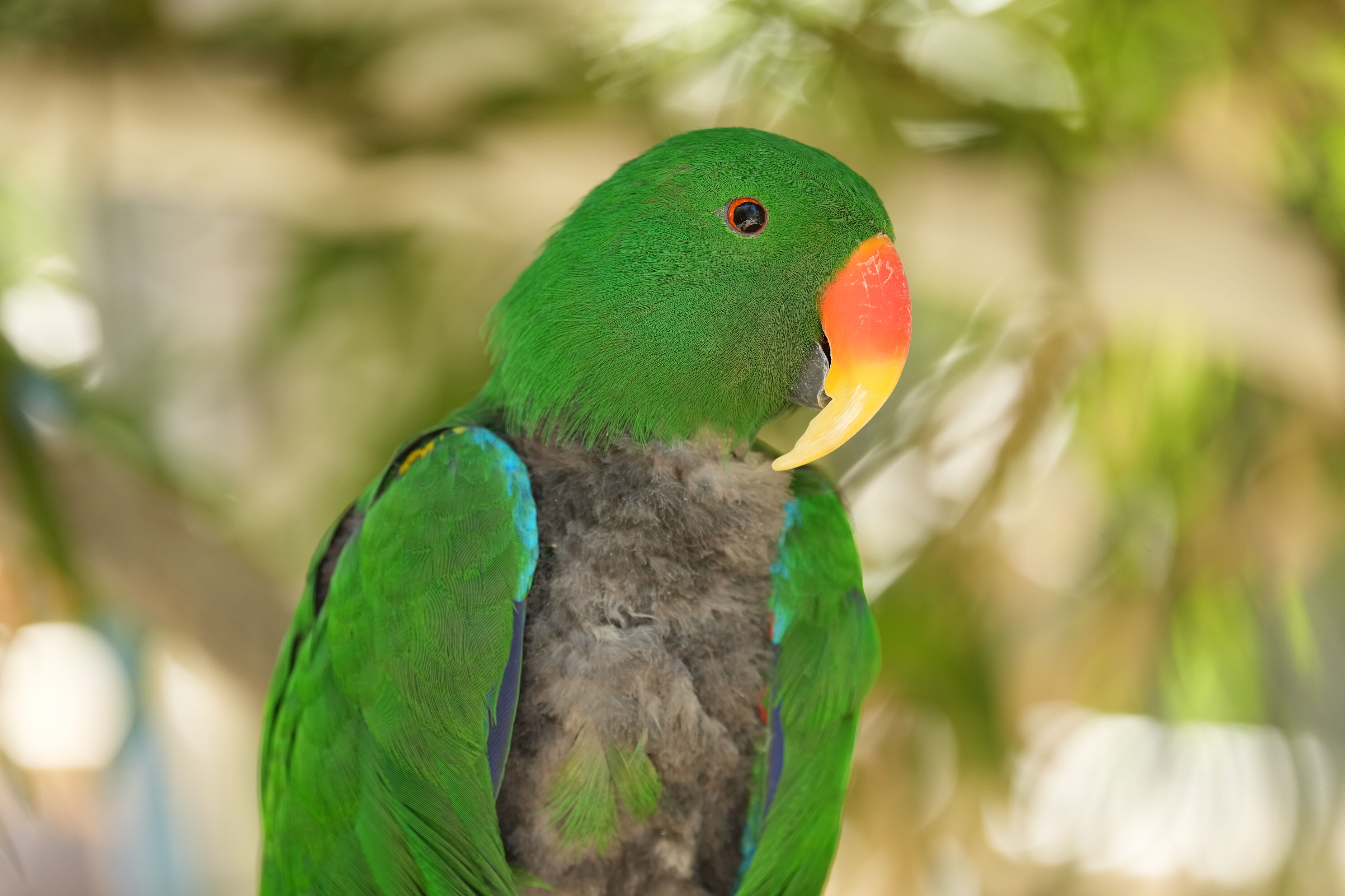 Eclectus Parrot