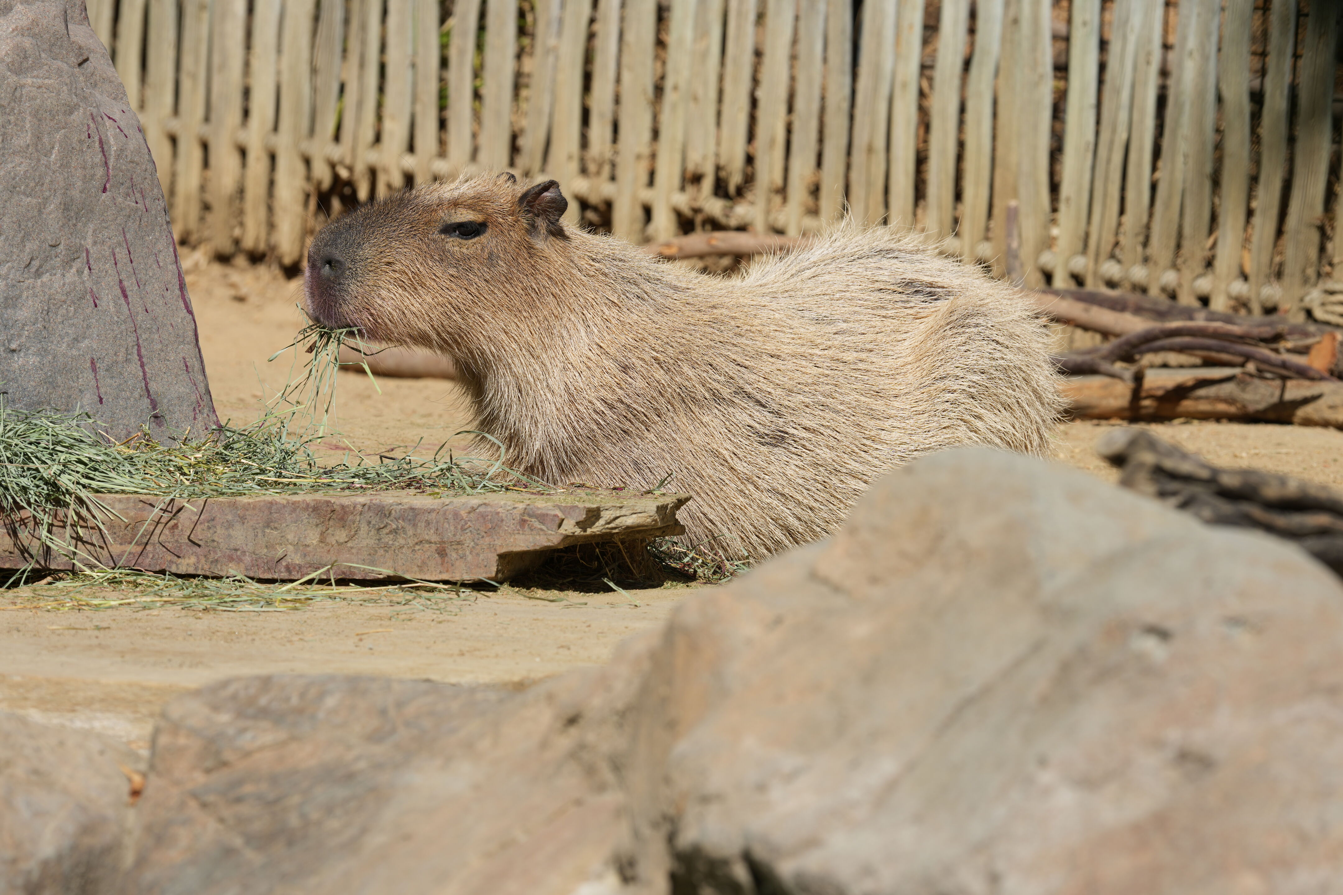 Happy Hollow Park and Zoo