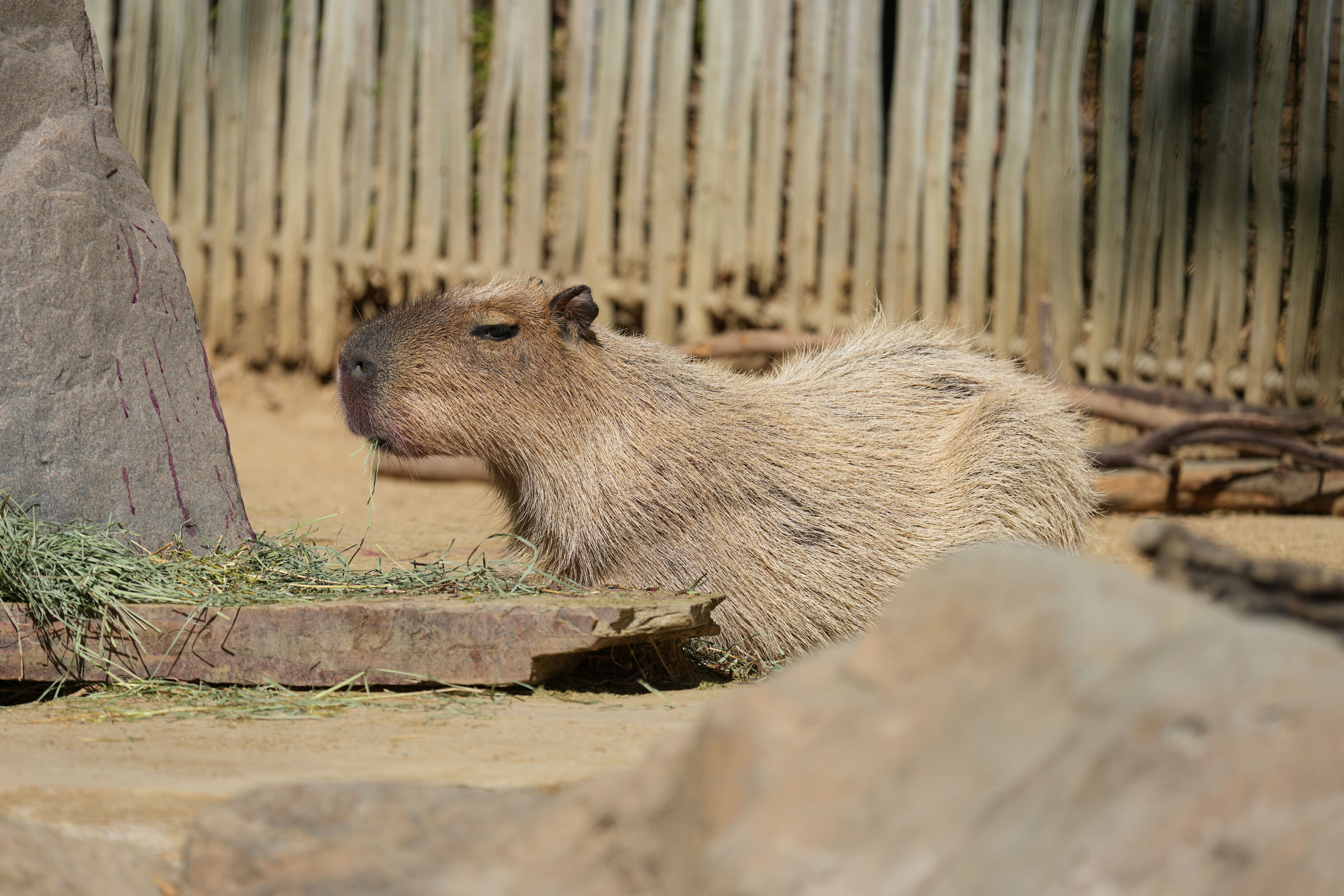 Happy Hollow Park and Zoo